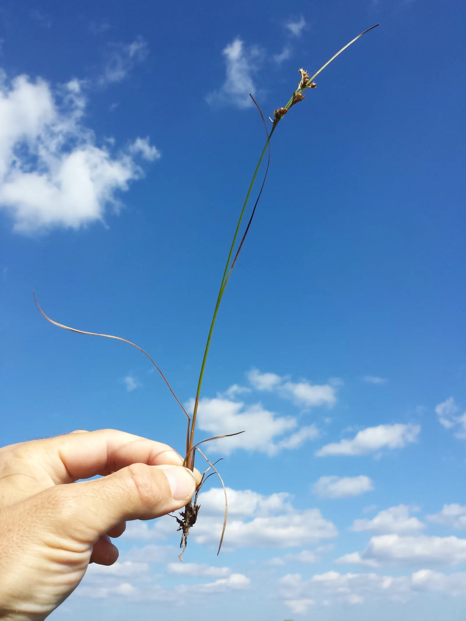 Poverty Rush (Juncus Tenuis) — Adaptable to various soils, it prefers moist conditions but tolerates dryness; and aesthetic contribution to their, image 69