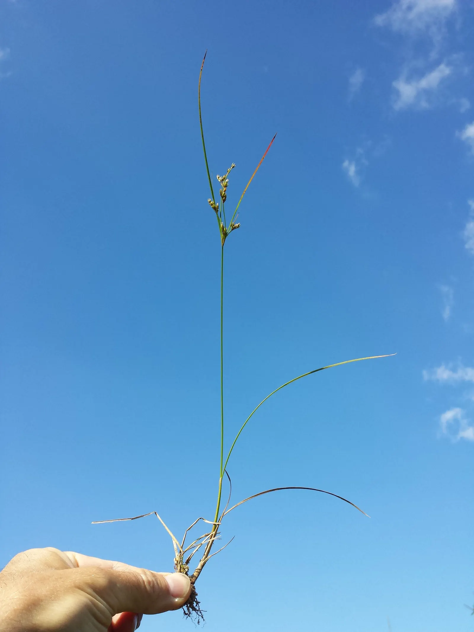 Poverty Rush (Juncus Tenuis) — Adaptable to various soils, it prefers moist conditions but tolerates dryness; and aesthetic contribution to their, image 47