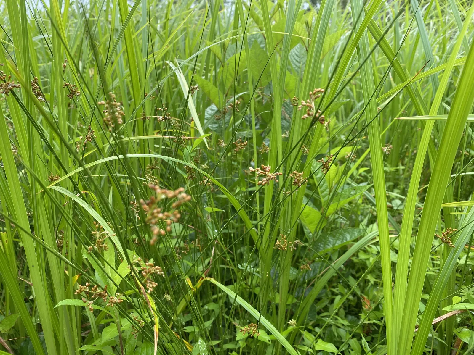 Poverty Rush (Juncus Tenuis) — inconspicuous brown flowers in summer; adaptable to various soils, it prefers moist conditions but tolerates dryness, image 48