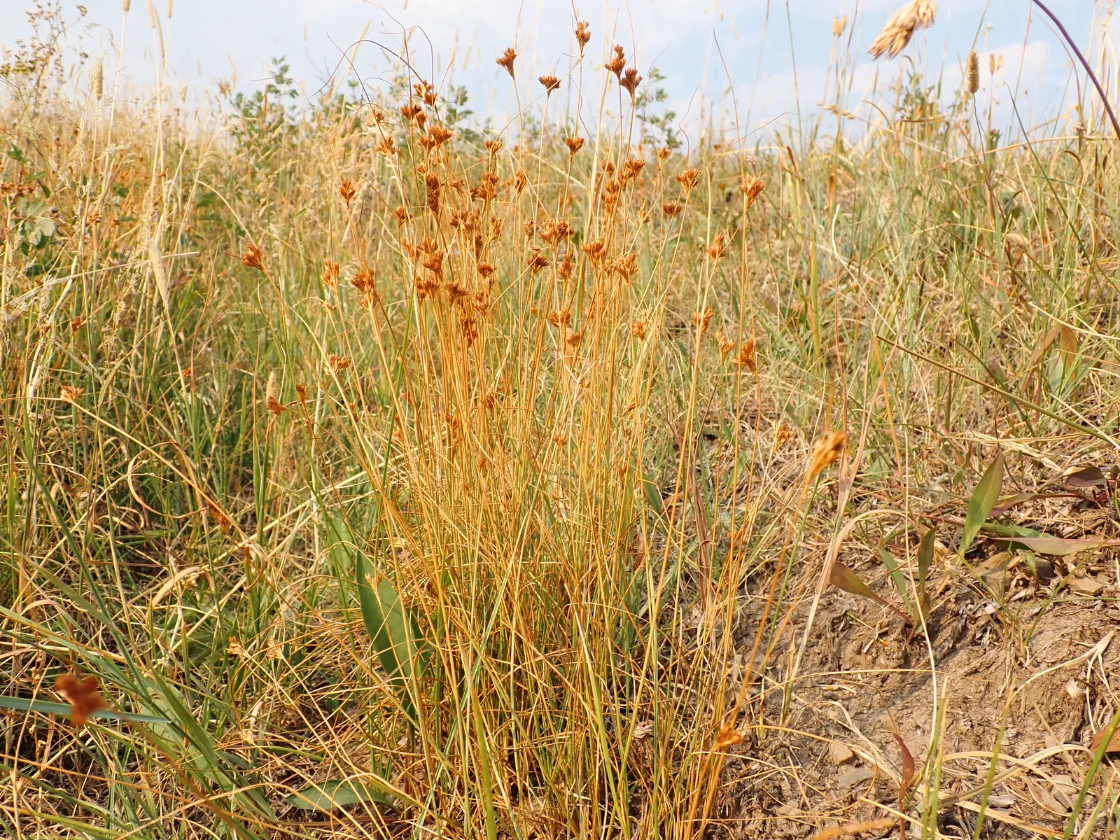 Poverty Rush (Juncus Tenuis) — inconspicuous brown flowers in summer