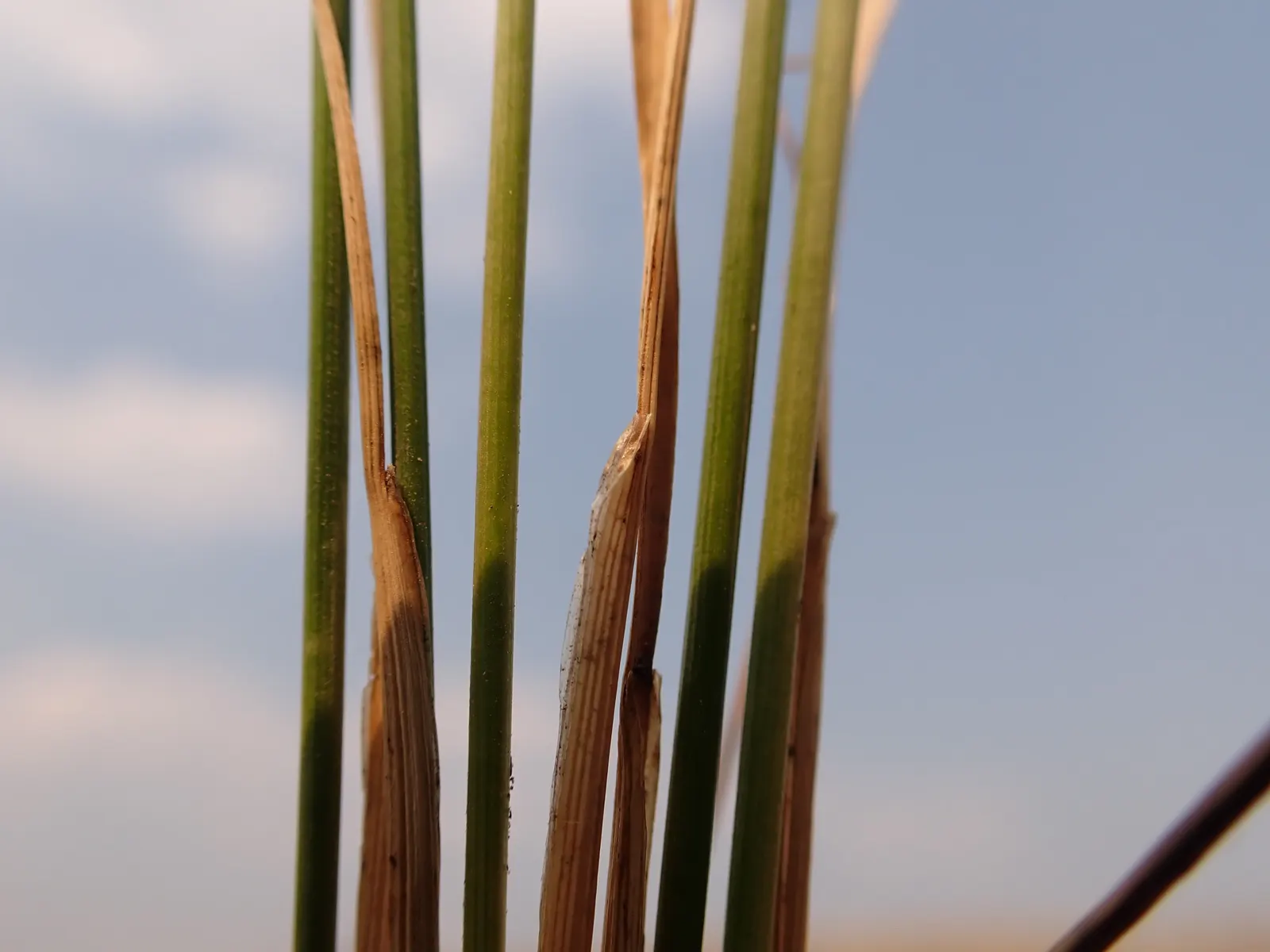 Poverty Rush (Juncus Tenuis) — inconspicuous brown flowers in summer; adaptable to various soils, it prefers moist conditions but tolerates dryness, image 70