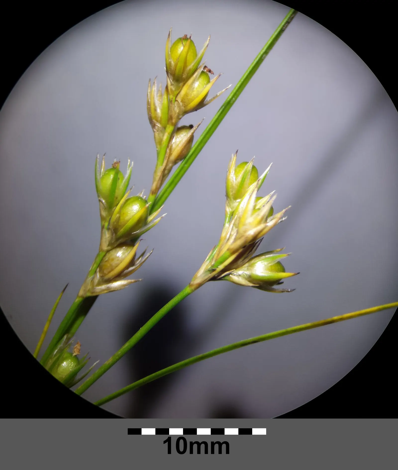 Poverty Rush (Juncus Tenuis) — making it a suitable choice for ground cover or for use in borders and rock gardens