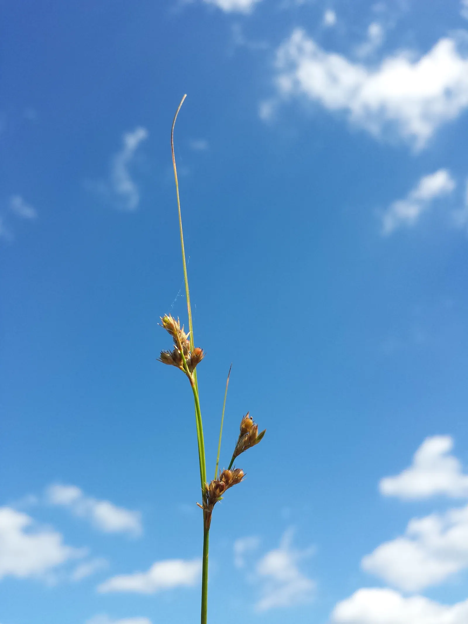 Poverty Rush (Juncus Tenuis) — which later give way to seed capsules; inconspicuous brownish flowers in the summer, image 59