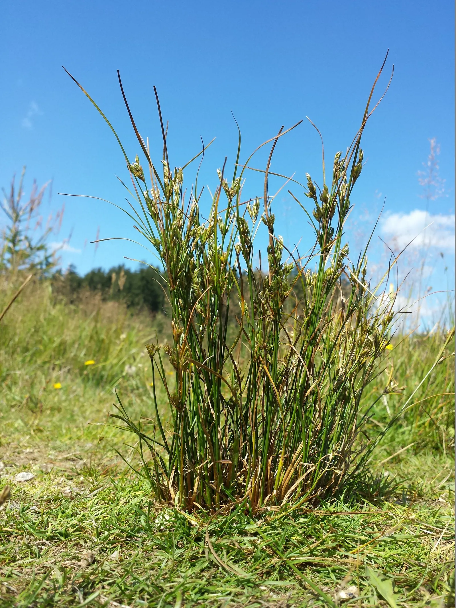 Poverty Rush (Juncus Tenuis) — Provides excellent erosion control and is low maintenance, ideal for naturalistic designs; minimal care requirements, image 72