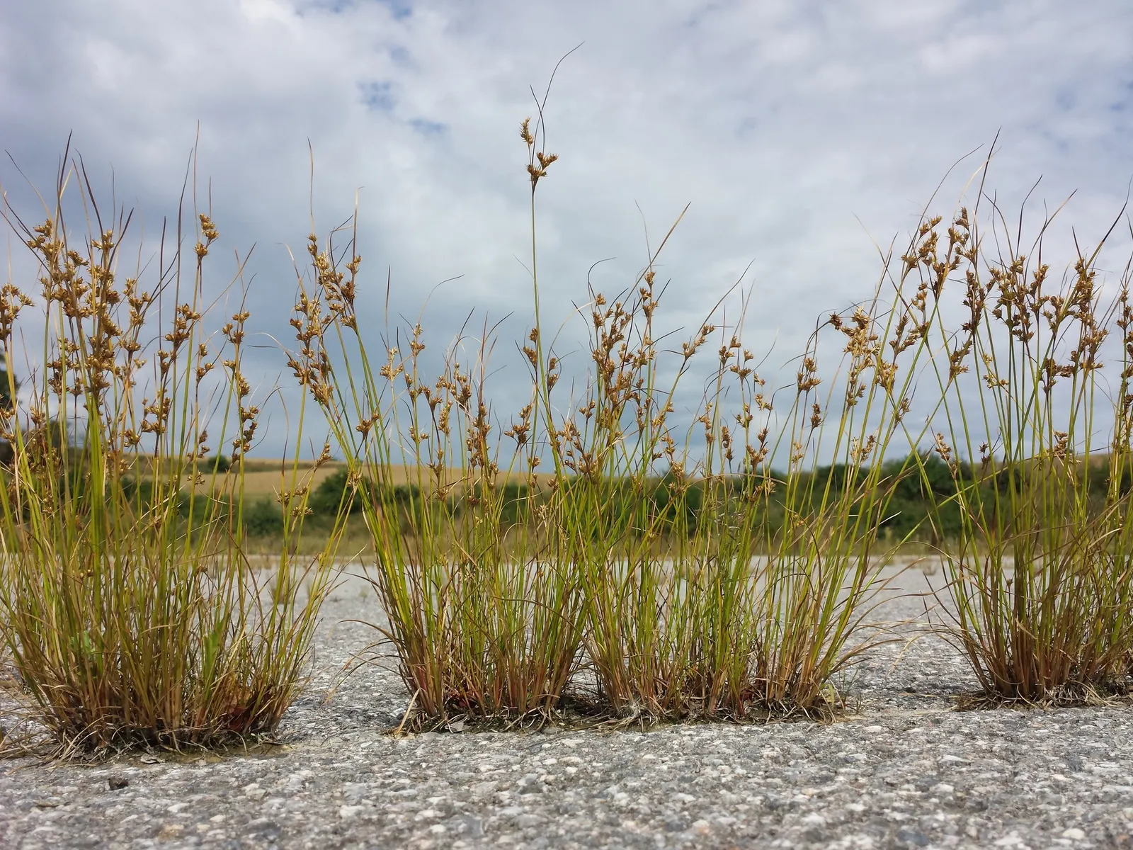 Poverty Rush (Juncus Tenuis) — minimal care requirements; provides excellent erosion control and is low maintenance, ideal for naturalistic designs, image 61
