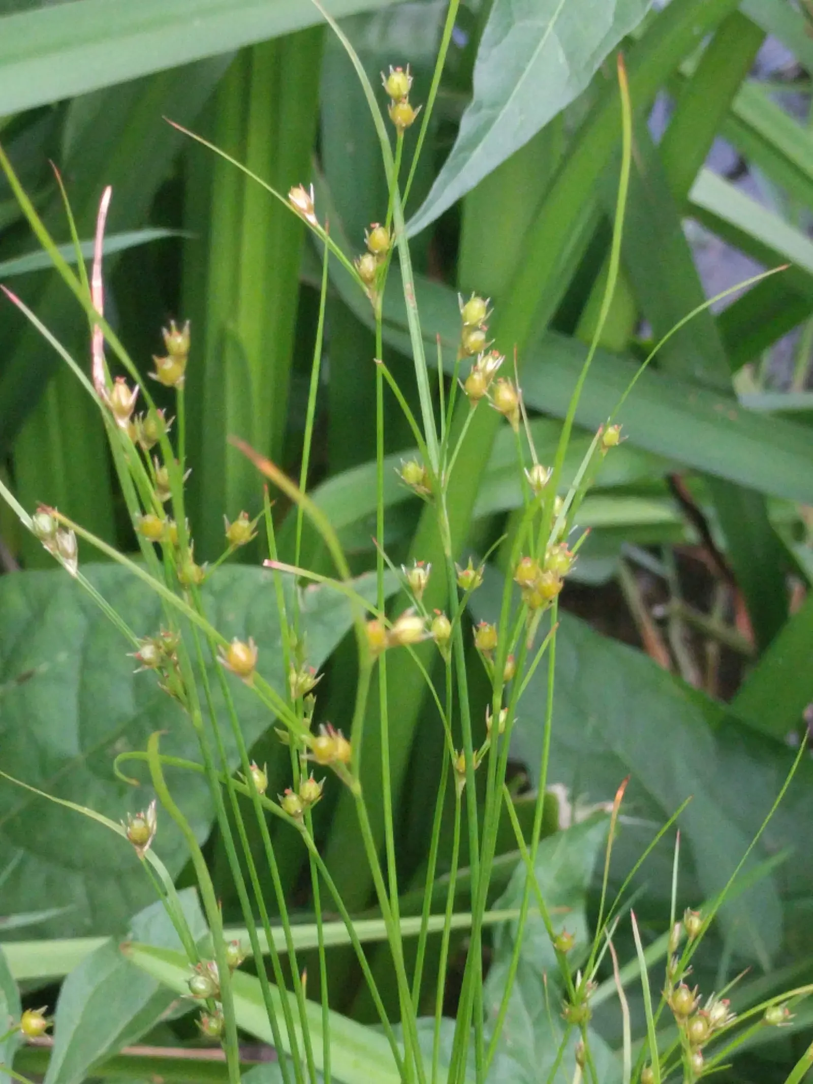 Poverty Rush (Juncus Tenuis) — It is also resistant to pests and diseases; which later give way to seed capsules