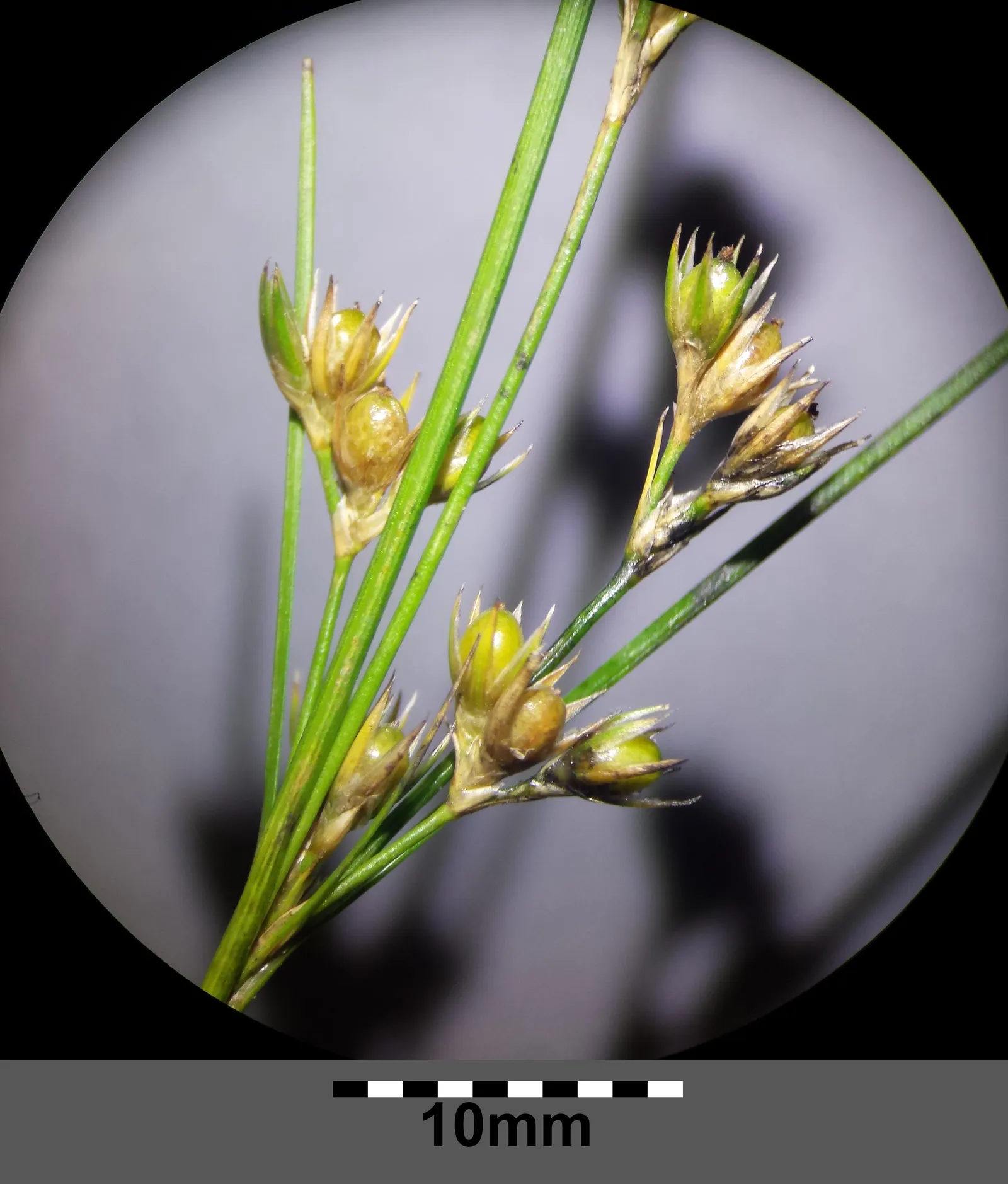 Poverty Rush (Juncus Tenuis) — making it an ideal selection for gardens with varying moisture levels