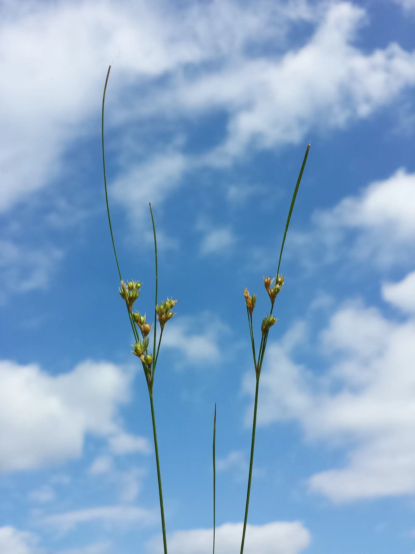 Poverty Rush (Juncus Tenuis) — making it a suitable choice for ground cover or for use in borders and rock gardens; it is essential to highlight, image 75