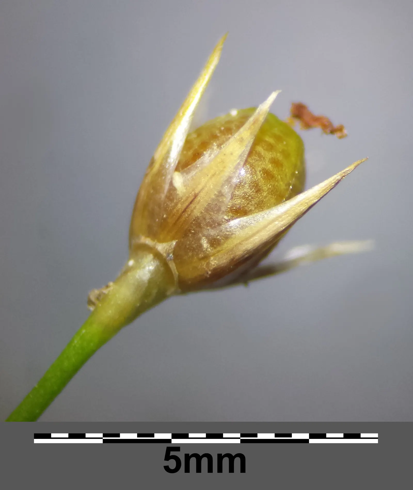 Poverty Rush (Juncus Tenuis) — scientifically known as Juncus tenuis; it thrives in USDA zones 4-9, reaching heights of 10-30 inches with slender, image 73