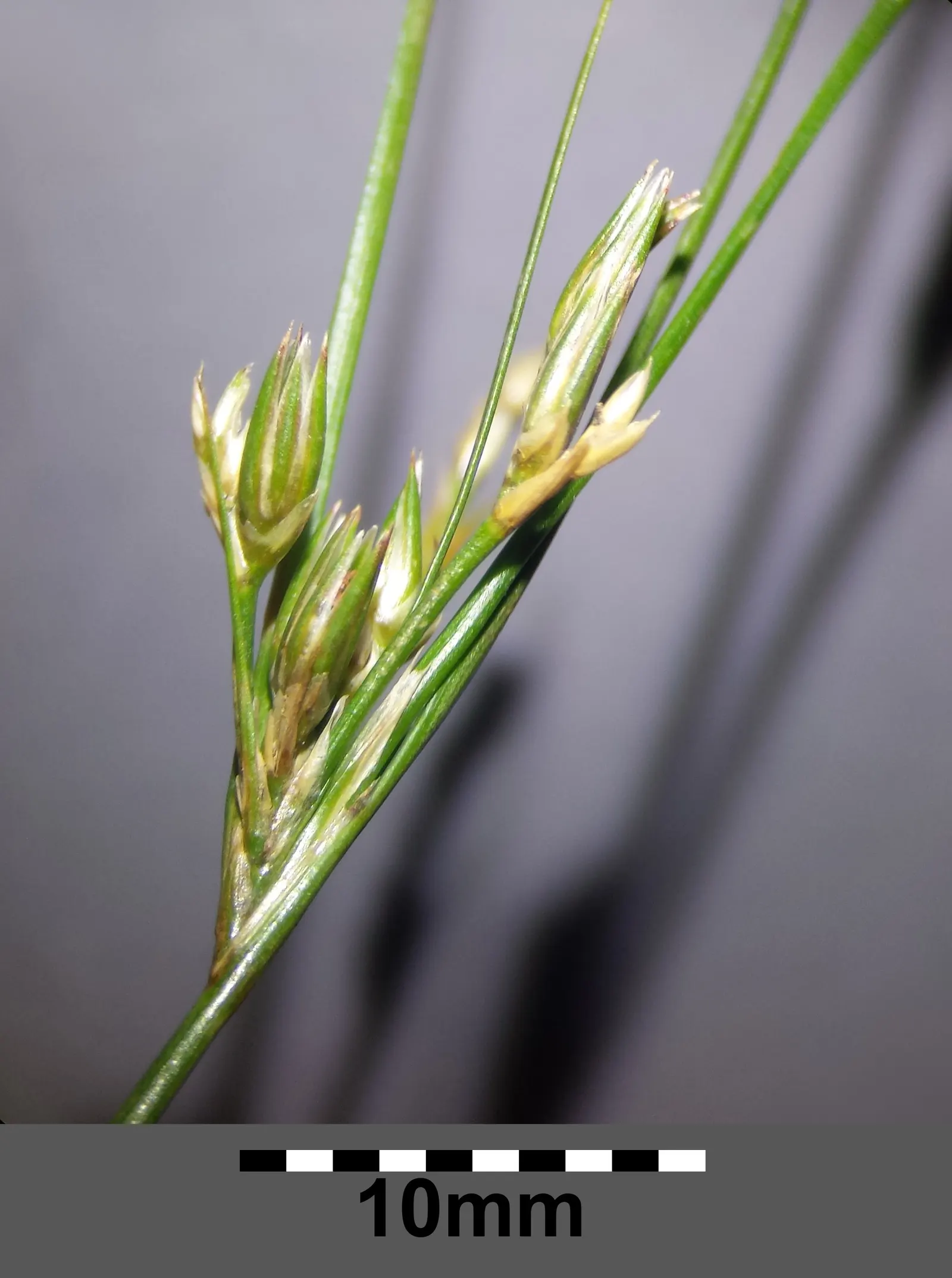 Poverty Rush (Juncus Tenuis) — which later give way to seed capsules