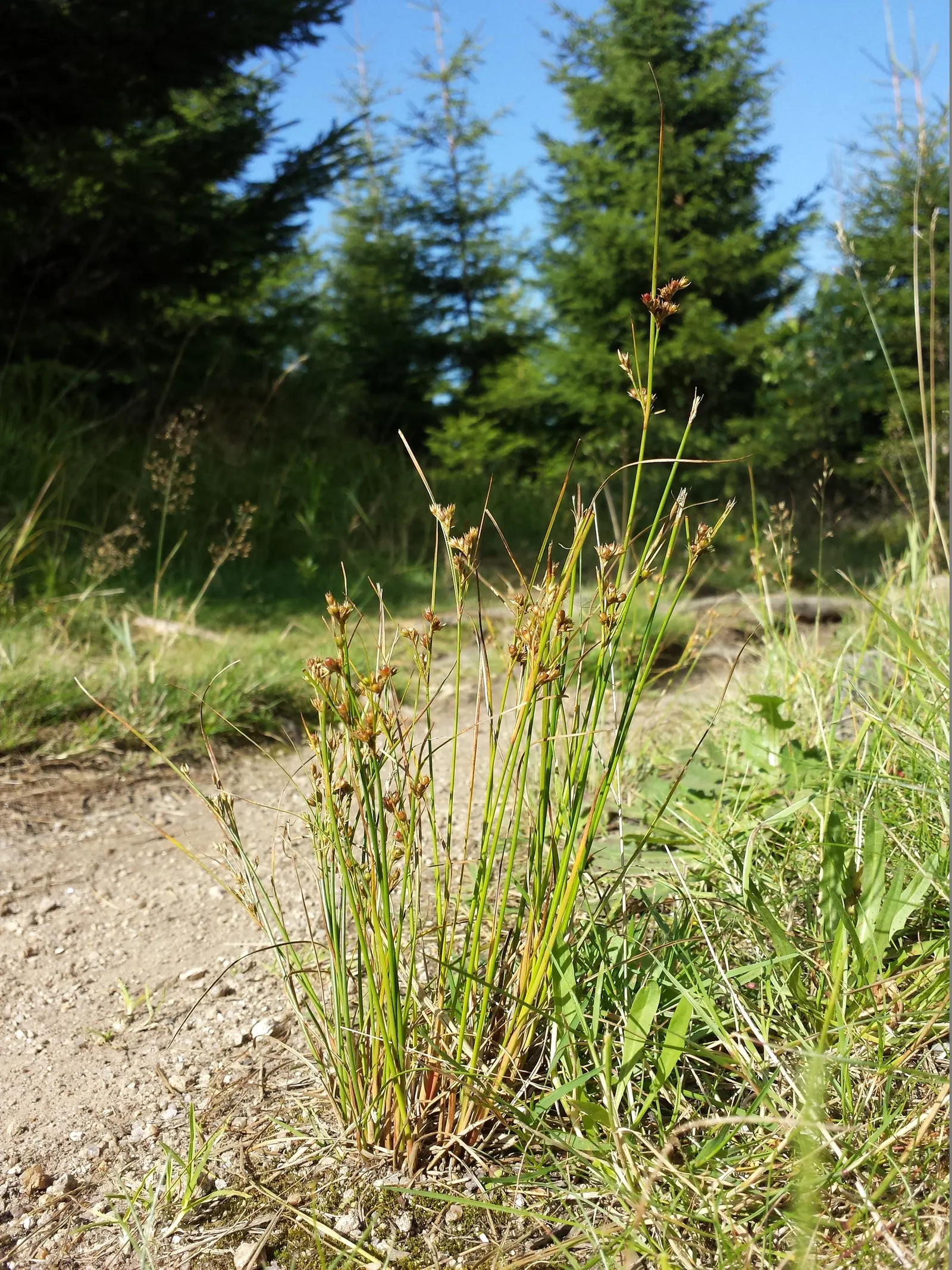 Poverty Rush (Juncus Tenuis) — grass with yellow blooms; it is also resistant to pests and diseases