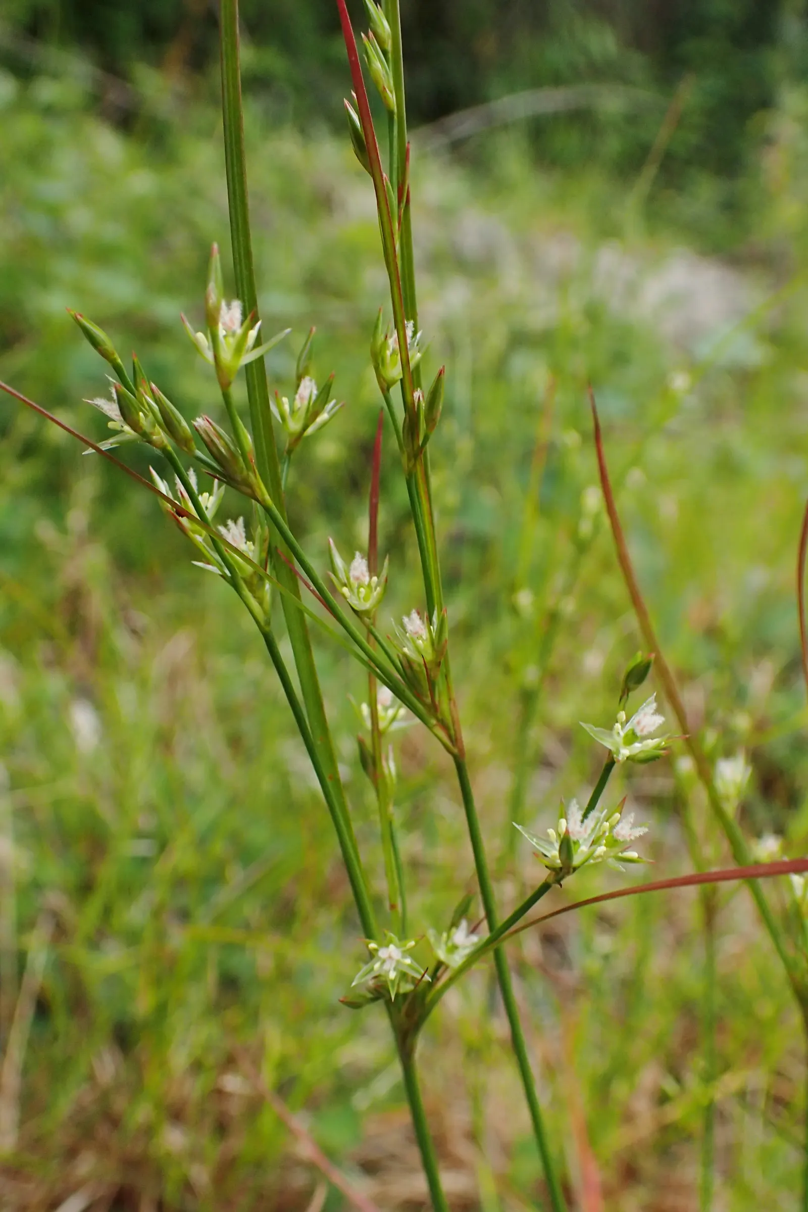 Poverty Rush (Juncus Tenuis) — scientifically known as Juncus tenuis; it thrives in USDA zones 4-9, reaching heights of 10-30 inches with slender, image 51