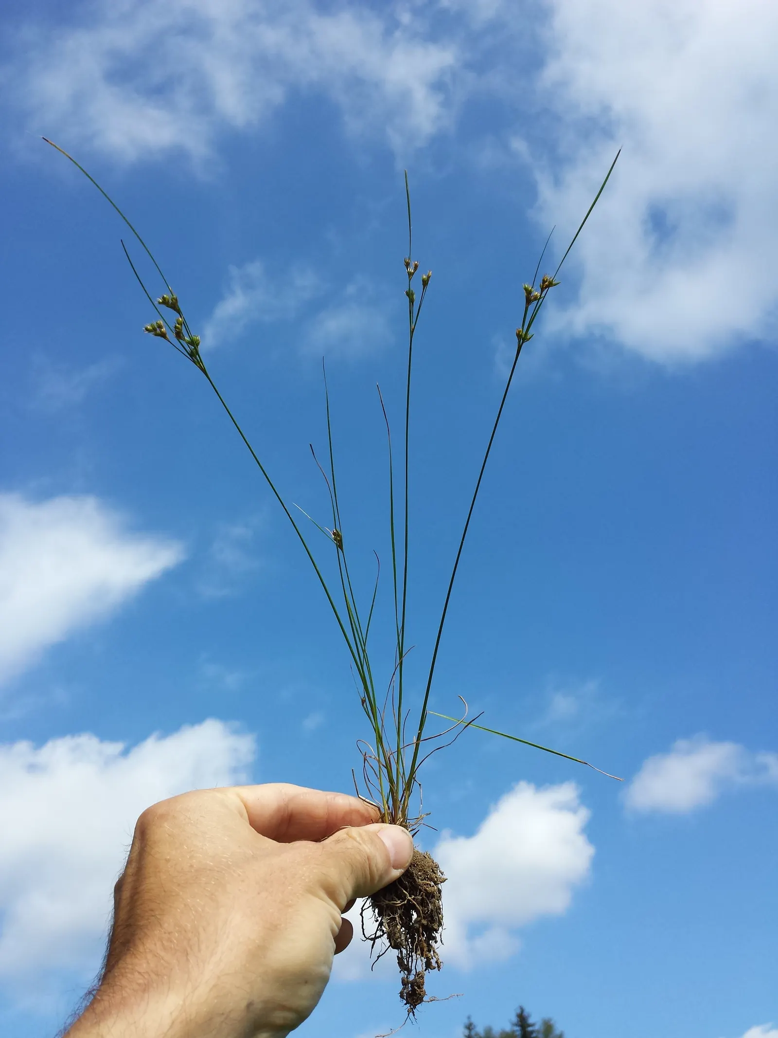 Poverty Rush (Juncus Tenuis) — It thrives in USDA zones 4-9, reaching heights of 10-30 inches with slender stems