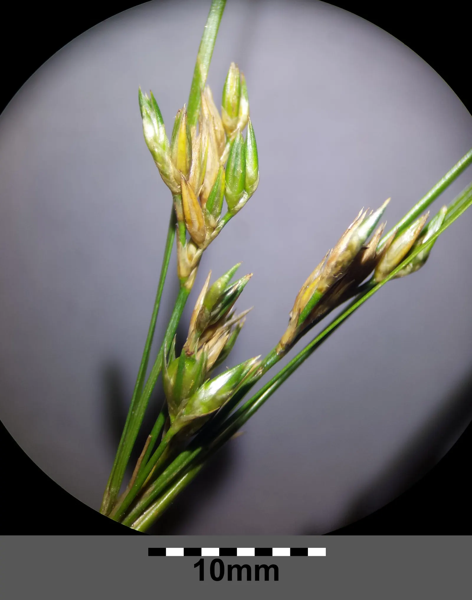 Poverty Rush (Juncus Tenuis) — grass for full or half or shade; overall, Juncus tenuis is a reliable and environmentally beneficial addition to any green space