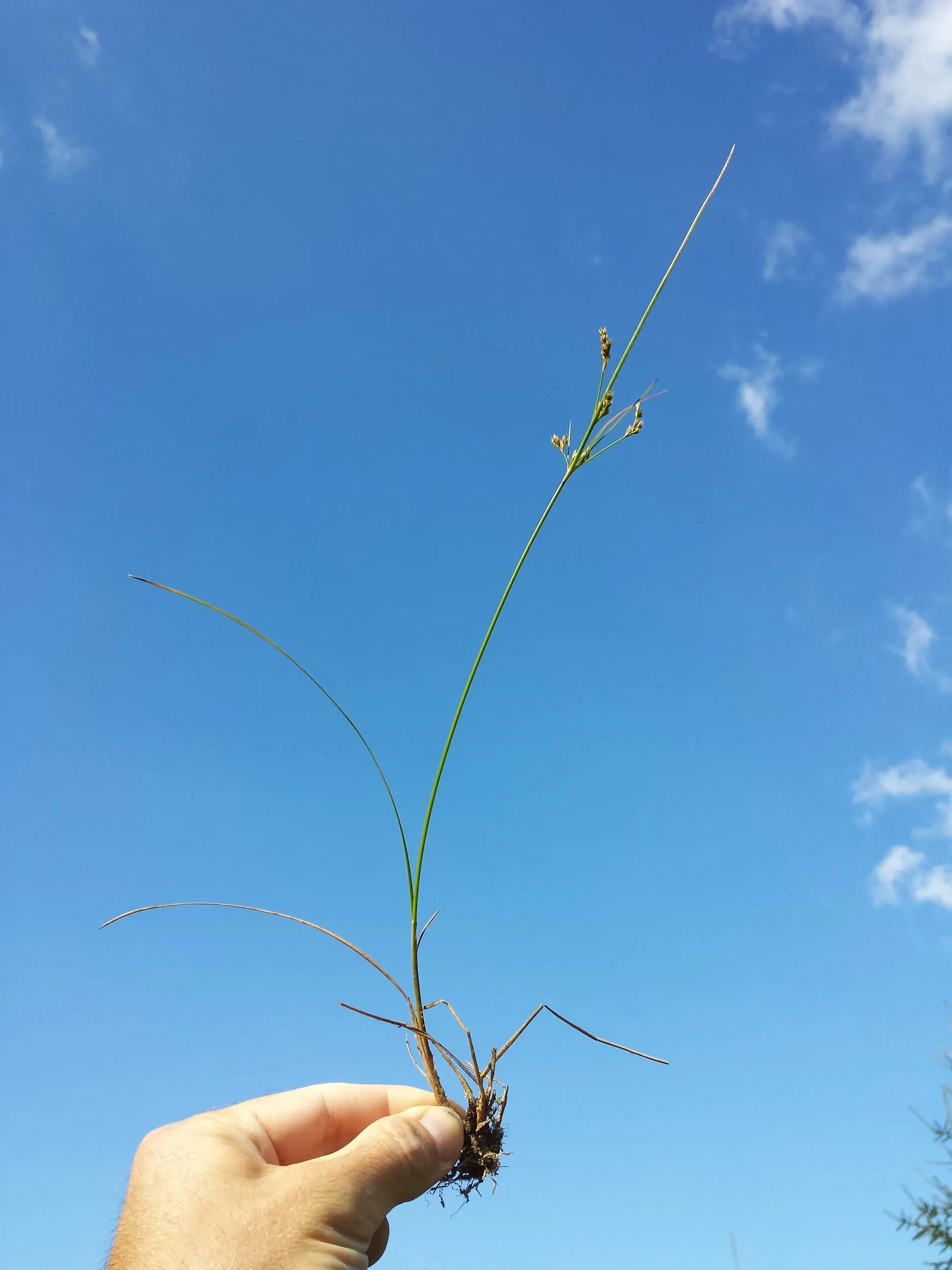 Poverty Rush (Juncus Tenuis) — Juncus tenuis, commonly known as Poverty Rush, is a hardy perennial grass-like plant; inconspicuous brown flowers in summer