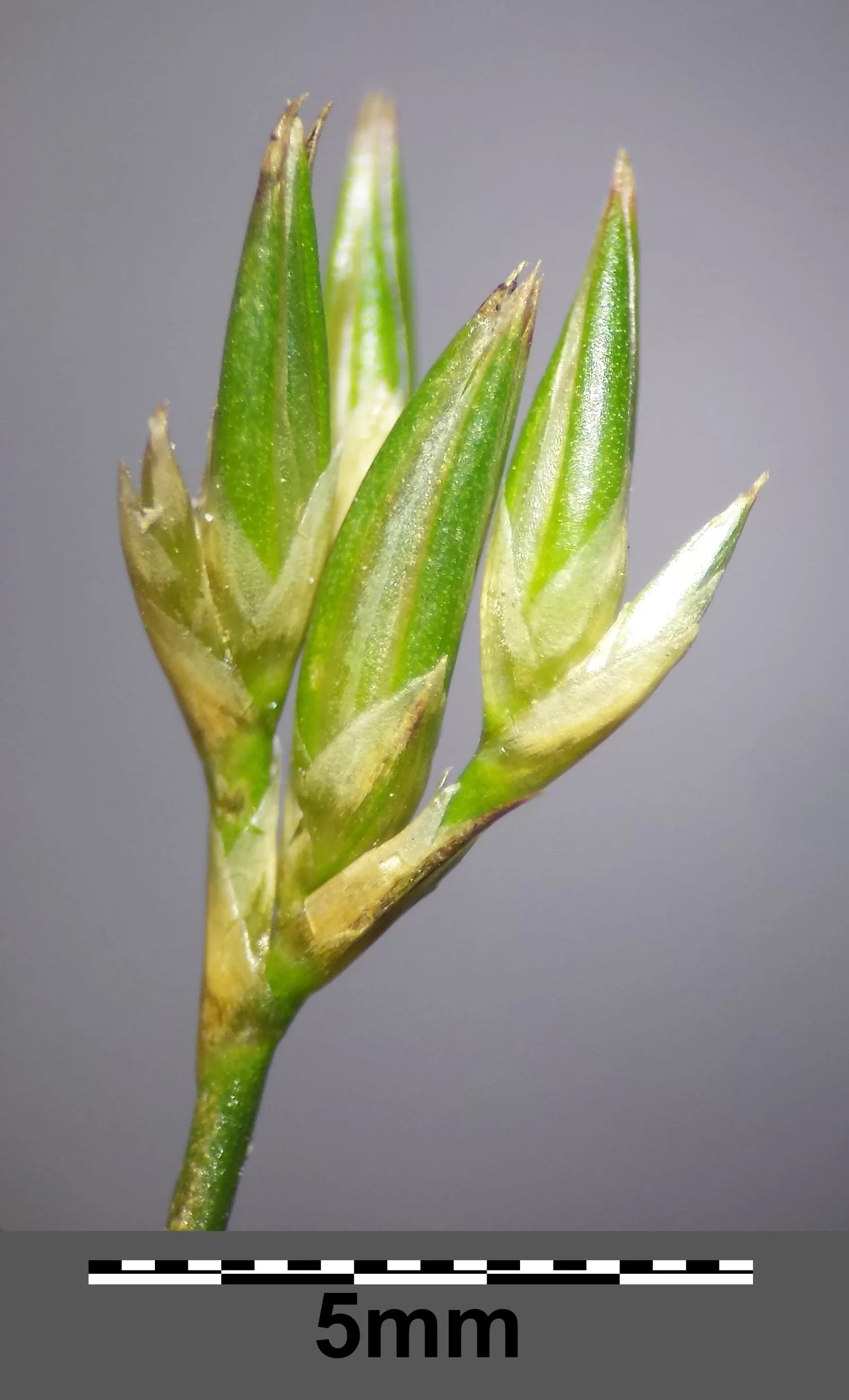 Poverty Rush (Juncus Tenuis) — adding texture to garden edges; although it prefers moist, image 49