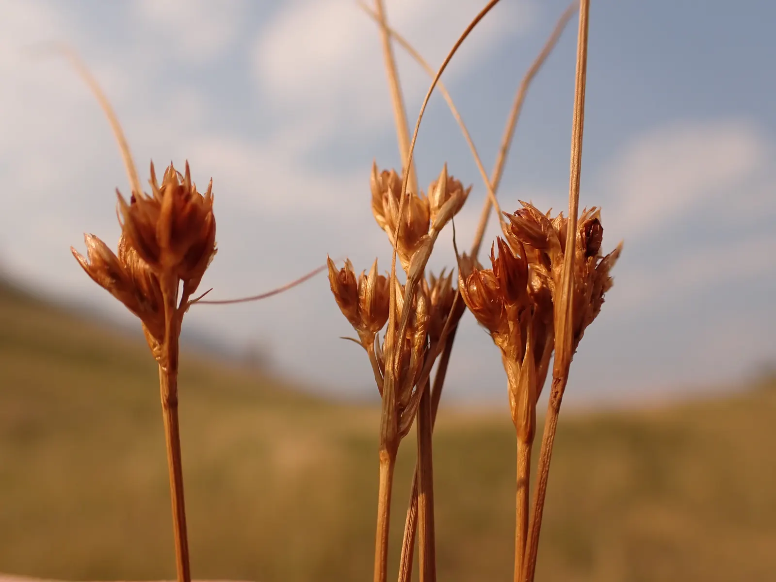 Poverty Rush (Juncus Tenuis) — It is also resistant to pests and diseases