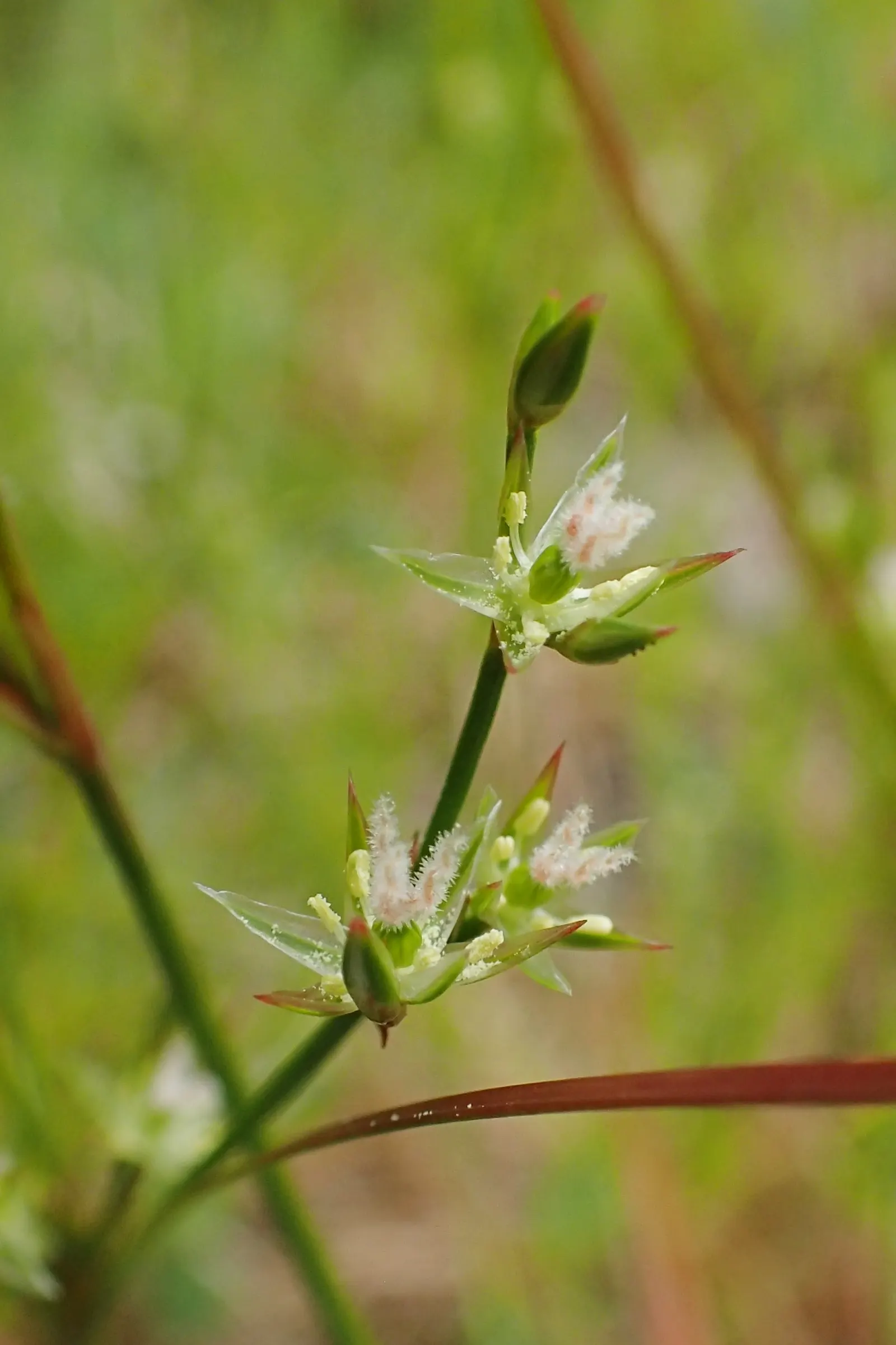 Poverty Rush (Juncus Tenuis) — grass for full or half or shade; overall, Juncus tenuis is a reliable and environmentally beneficial addition to any, image 66