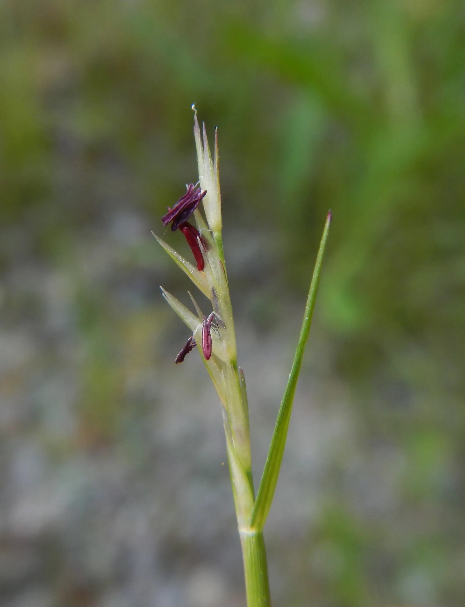 Poverty Rush (Juncus Tenuis) — although it prefers moist; juncus tenuis, commonly known as Poverty Rush, is a hardy perennial grass-like plant, image 54