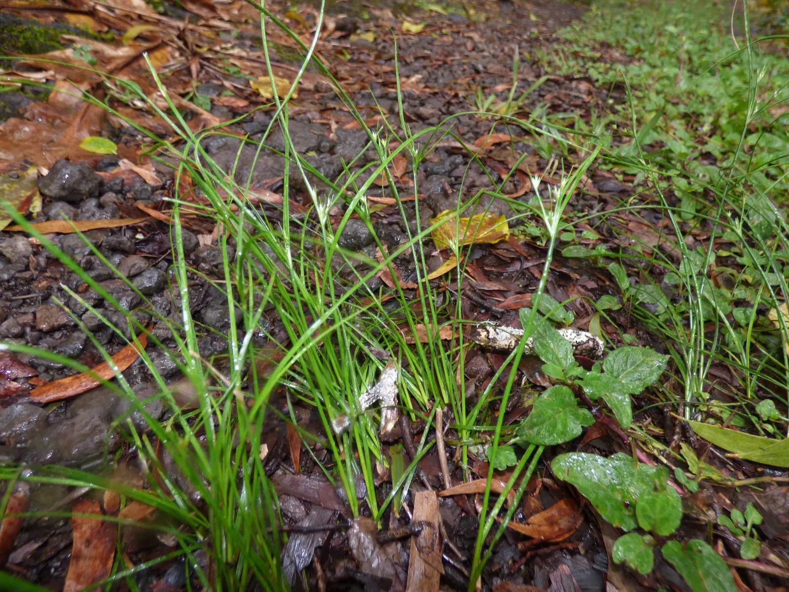 Poverty Rush (Juncus Tenuis) — adding texture to garden edges; although it prefers moist, image 71