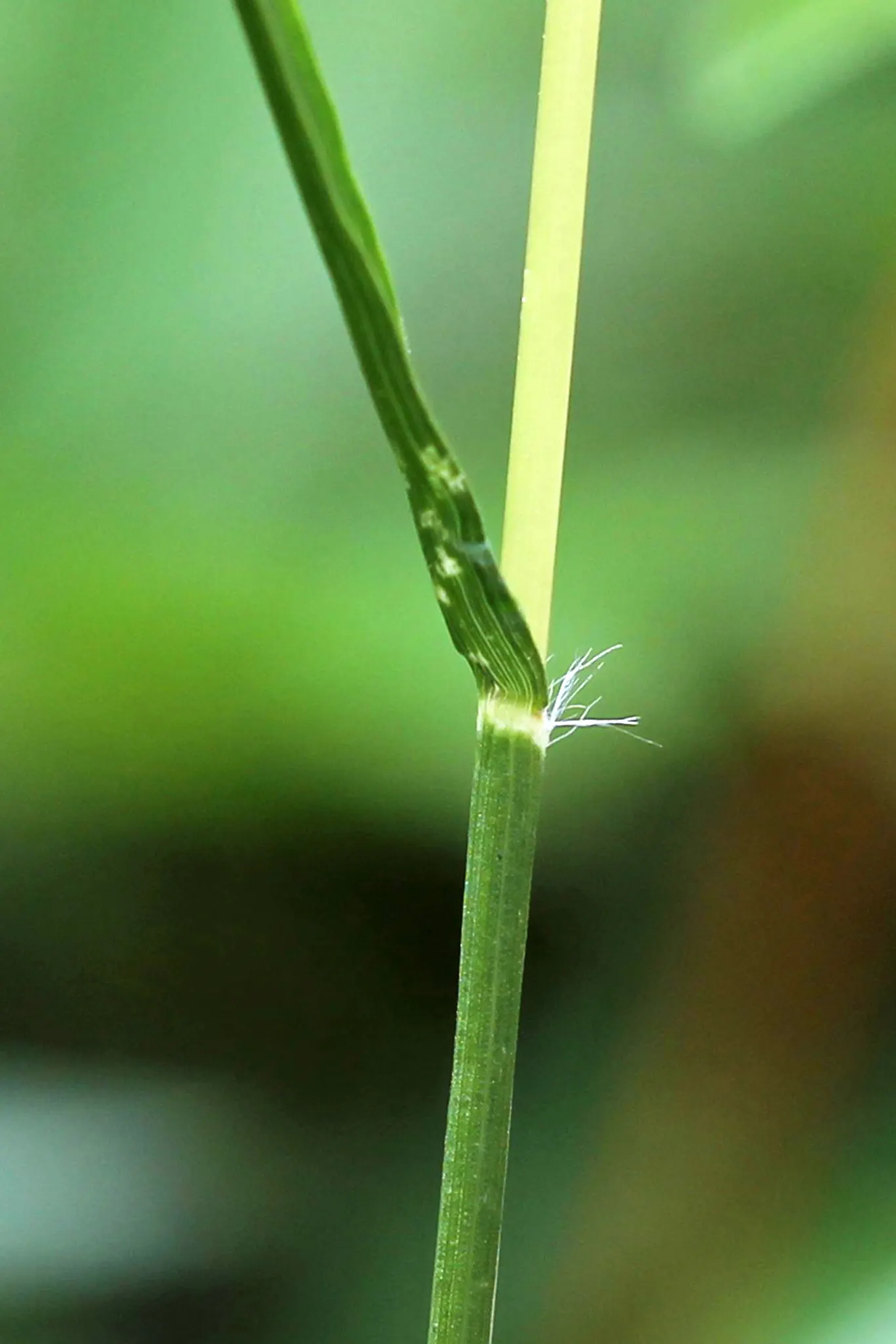 Poverty Rush (Juncus Tenuis) — Overall, Juncus tenuis is a reliable and environmentally beneficial addition to any green space; yellow flowers in the garden