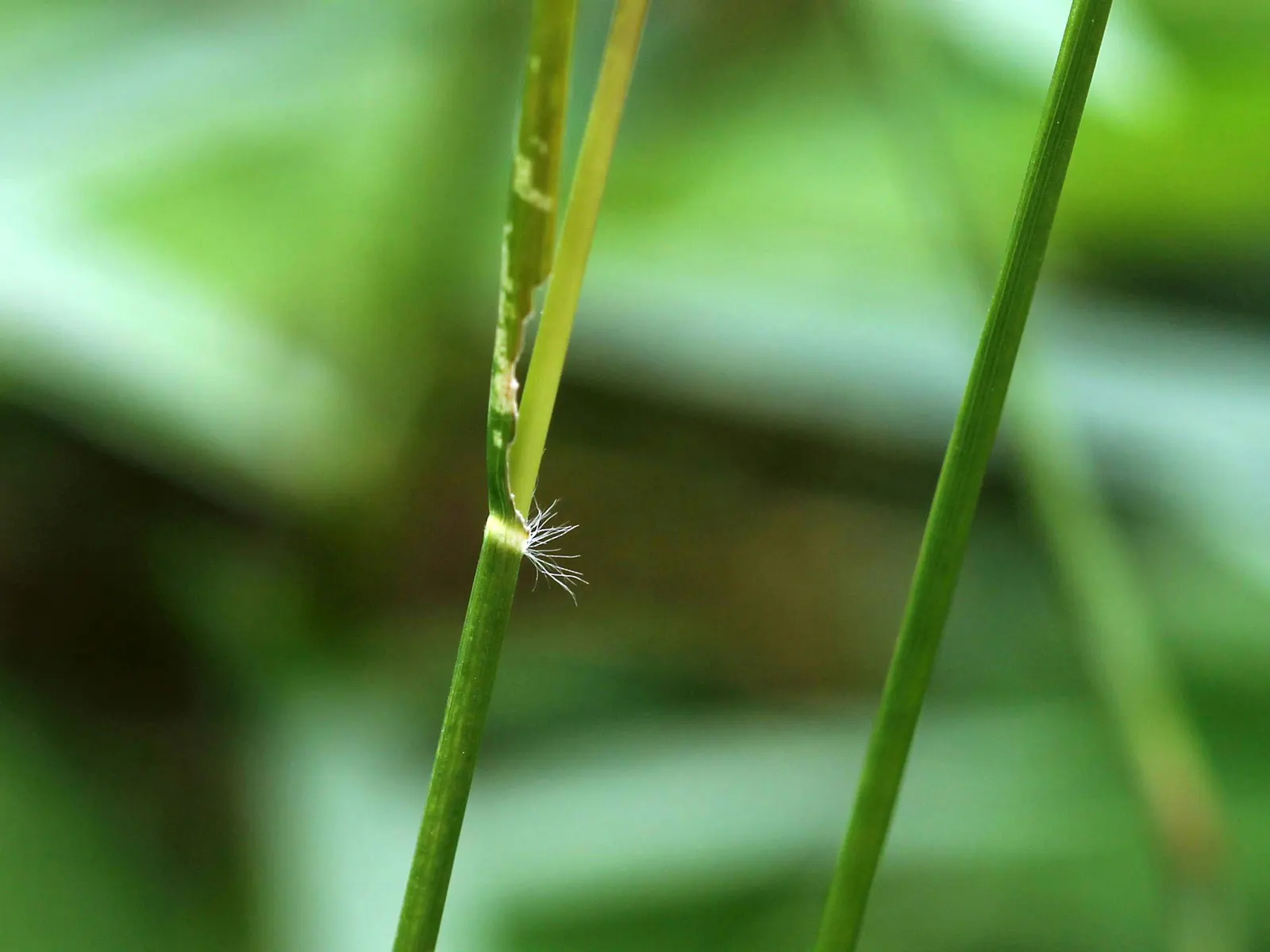 Poverty Rush (Juncus Tenuis) — Overall, Juncus tenuis is a reliable and environmentally beneficial addition to any green space