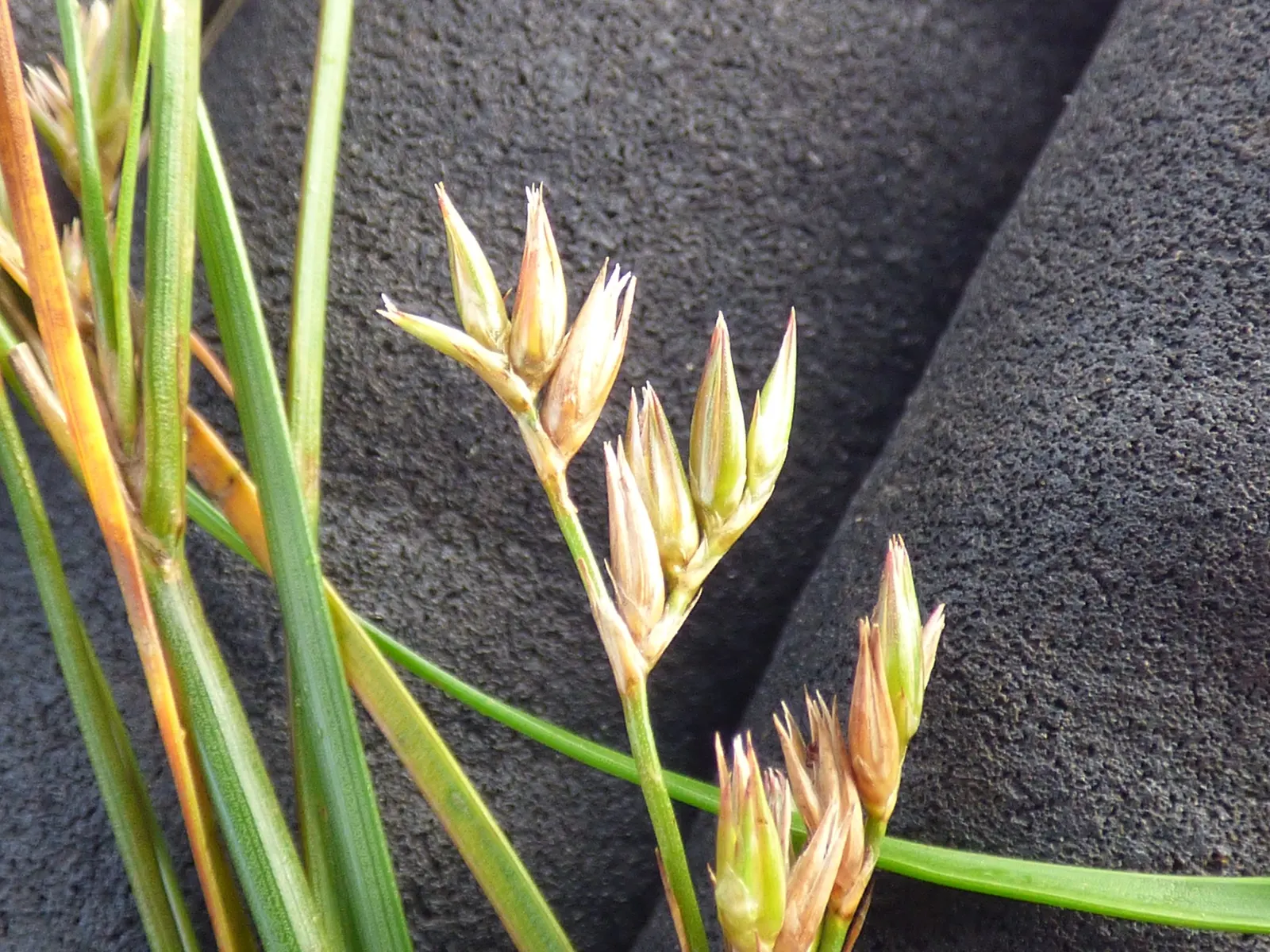 Poverty Rush (Juncus Tenuis) — and aesthetic contribution to their garden