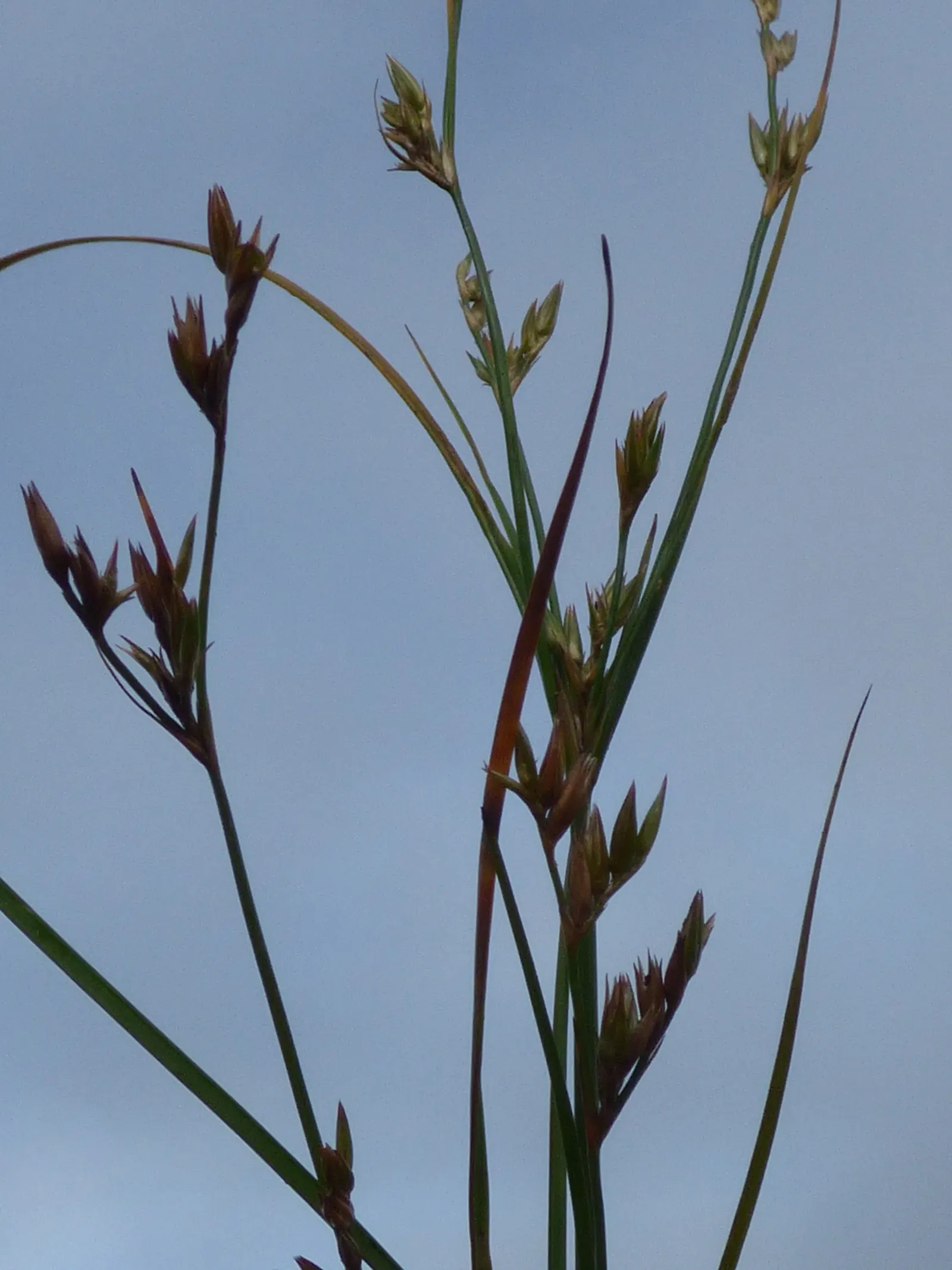 Poverty Rush (Juncus Tenuis) — inconspicuous brownish flowers in the summer; scientifically known as Juncus tenuis, image 58