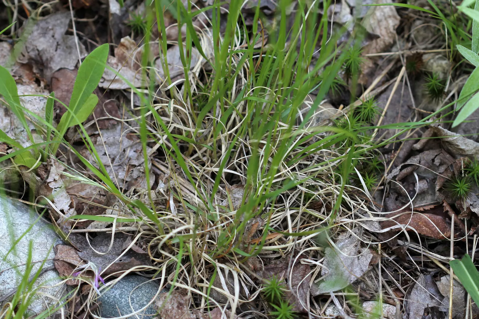 Poverty Rush (Juncus Tenuis) — which later give way to seed capsules; inconspicuous brownish flowers in the summer