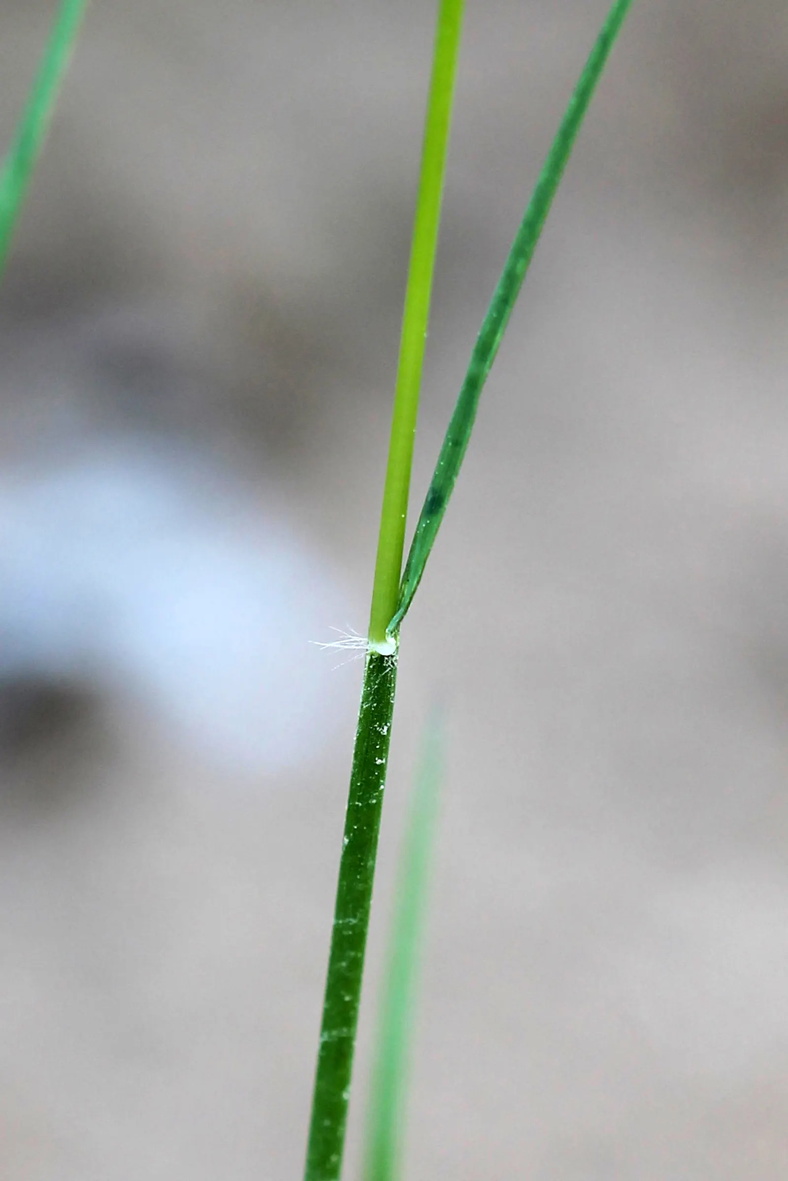 Poverty Rush (Juncus Tenuis) — Adaptable to various soils, it prefers moist conditions but tolerates dryness