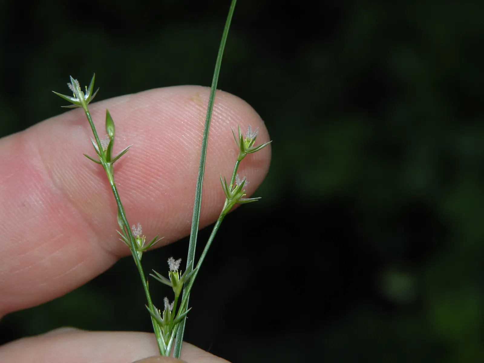 Poverty Rush (Juncus Tenuis) — ornamental grass-like plant that offers a low-maintenance and versatile option for your landscape design