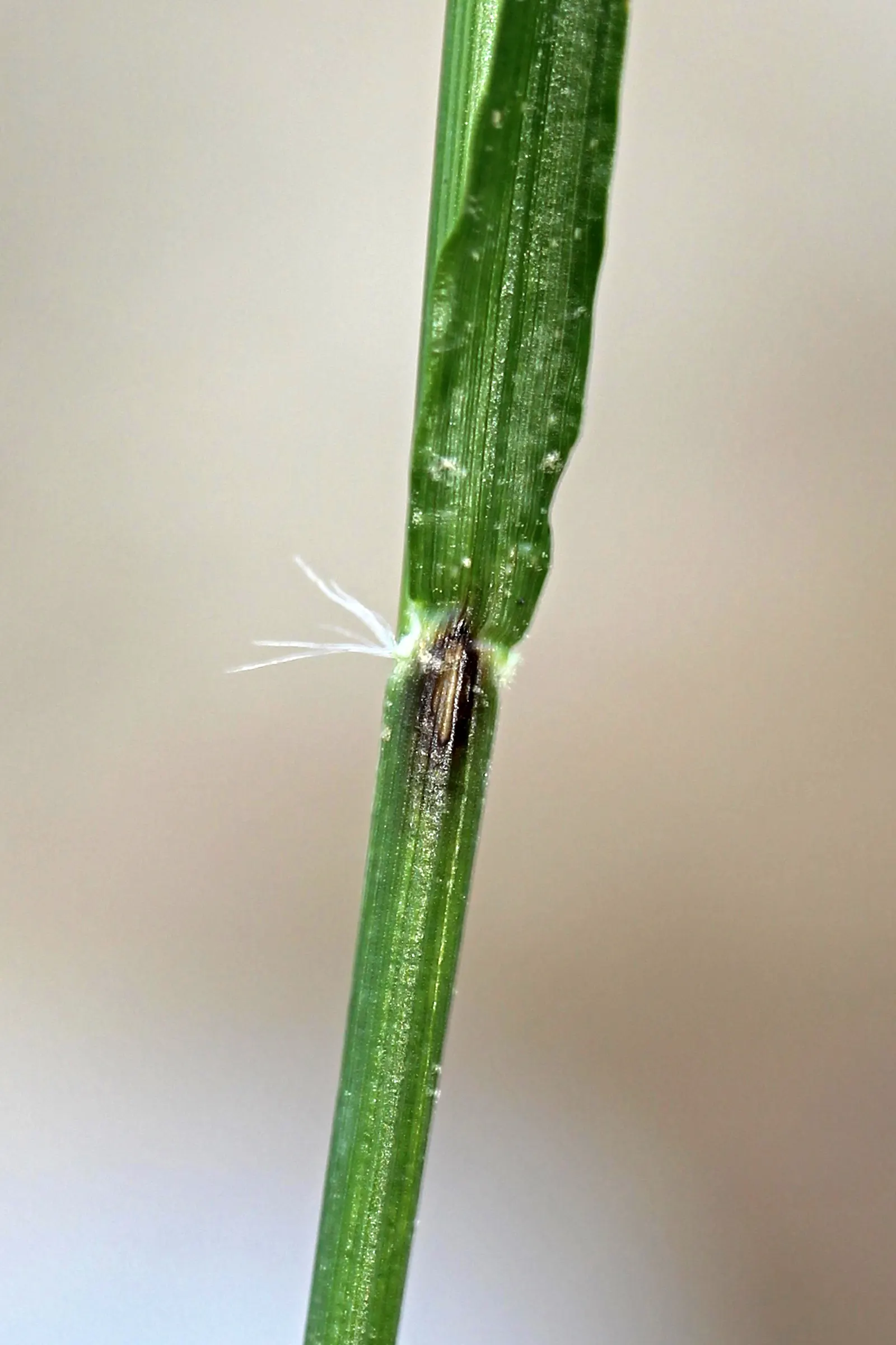 Poverty Rush (Juncus Tenuis) — it is essential to highlight the plant's resilience