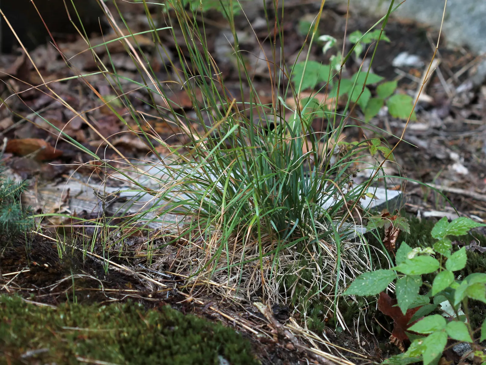 Poverty Rush (Juncus Tenuis) — although it prefers moist; juncus tenuis, commonly known as Poverty Rush, is a hardy perennial grass-like plant