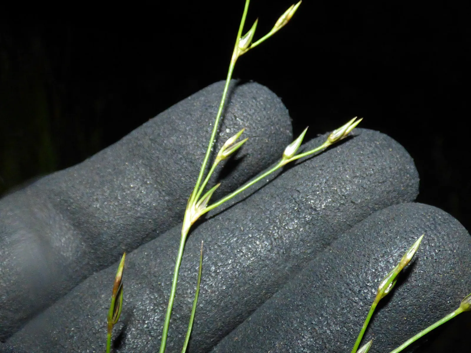 Poverty Rush (Juncus Tenuis) — yellow flowers in the garden