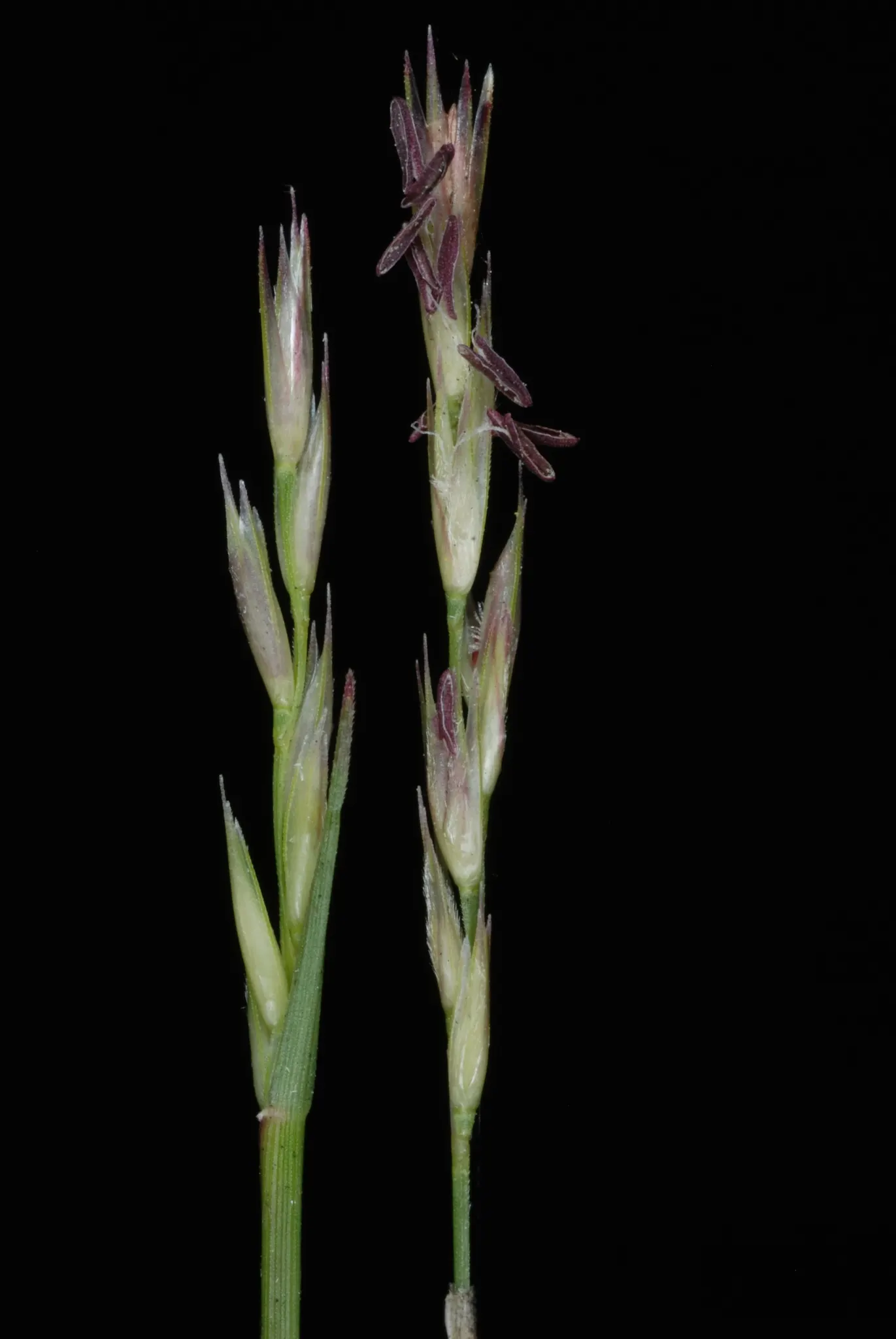 Poverty Rush (Juncus Tenuis) — It is also resistant to pests and diseases; which later give way to seed capsules, image 56