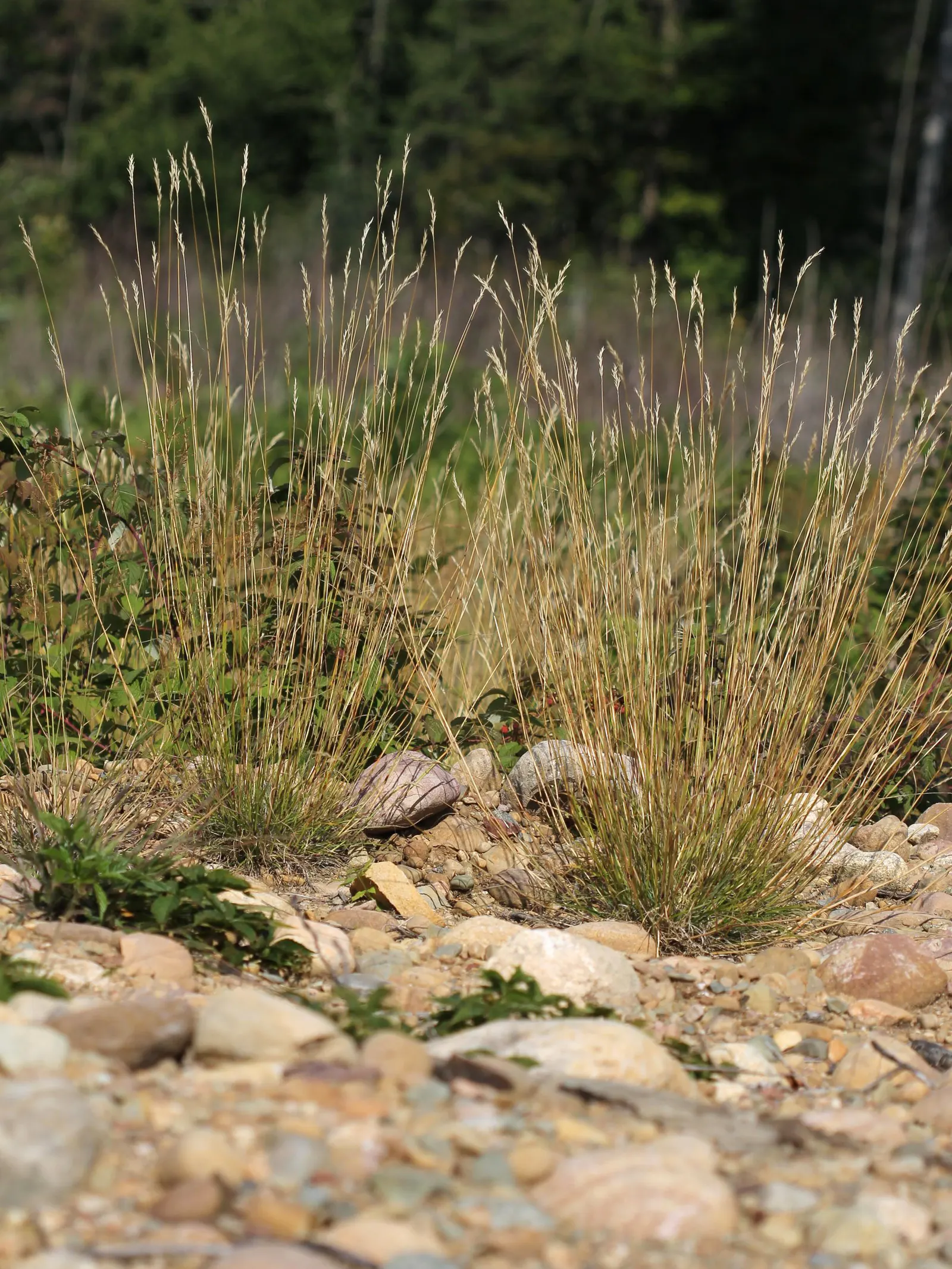 Poverty Rush (Juncus Tenuis) — It thrives in USDA zones 4-9, reaching heights of 10-30 inches with slender stems; making it an ideal selection for gardens with