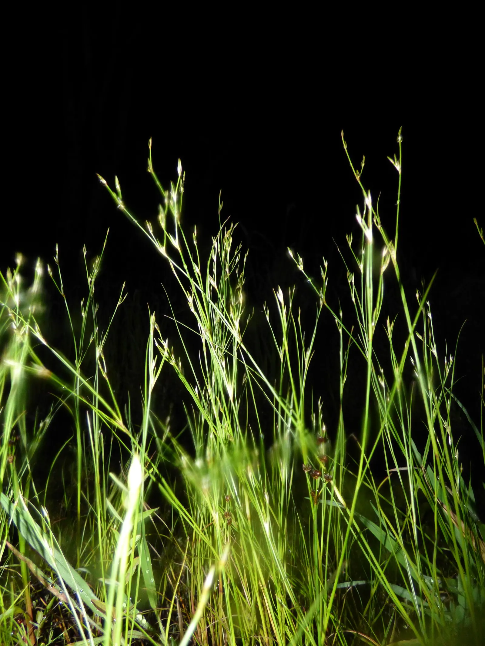 Poverty Rush (Juncus Tenuis) — inconspicuous brown flowers in summer; adaptable to various soils, it prefers moist conditions but tolerates dryness