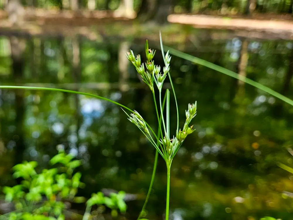 Poverty Rush (Juncus Tenuis) — reducing the need for chemical interventions.<br><br>For visual interest; grass for full or half or shade