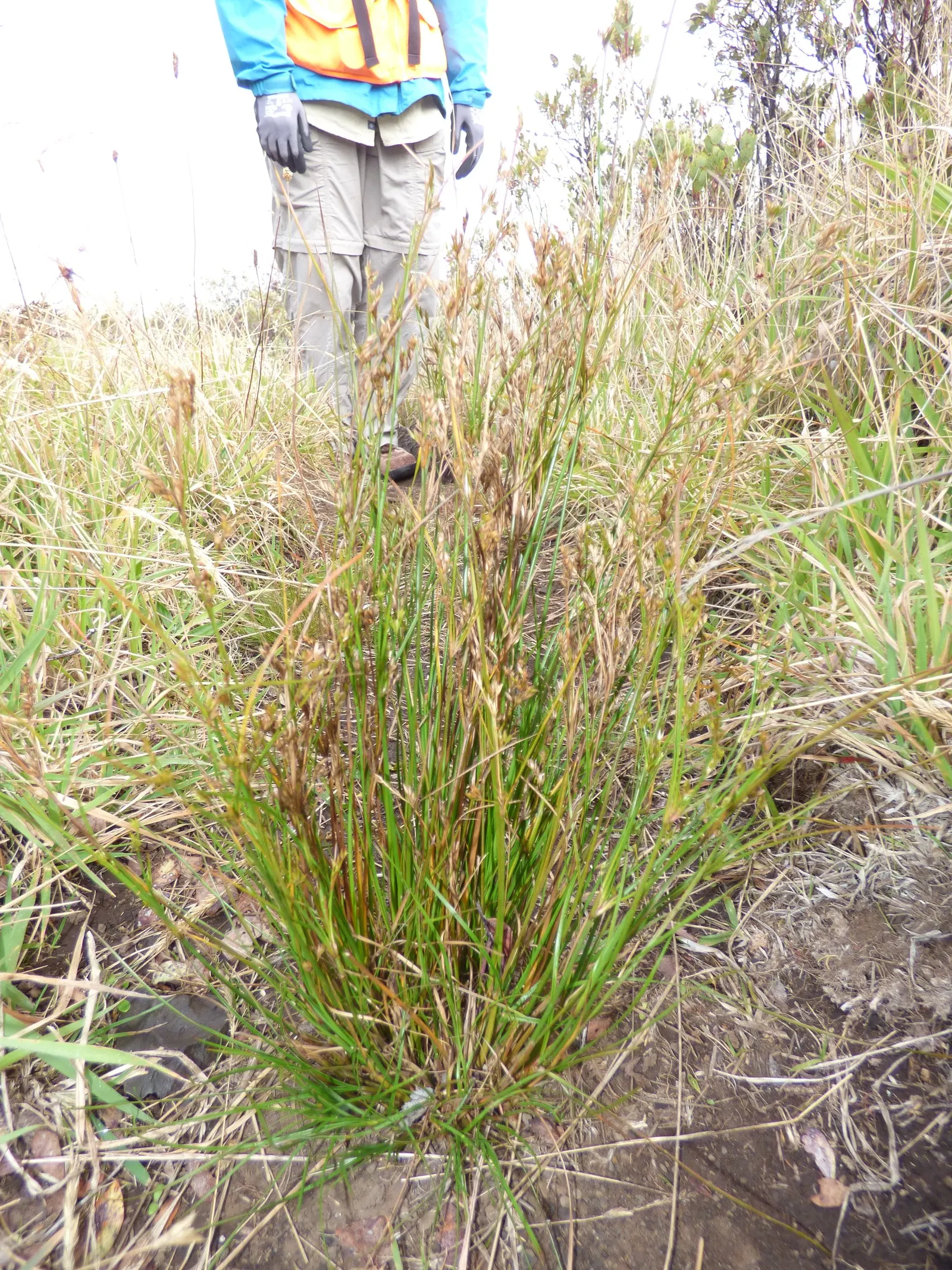 Poverty Rush (Juncus Tenuis) — making it a suitable choice for ground cover or for use in borders and rock gardens; it is essential to highlight the plant's