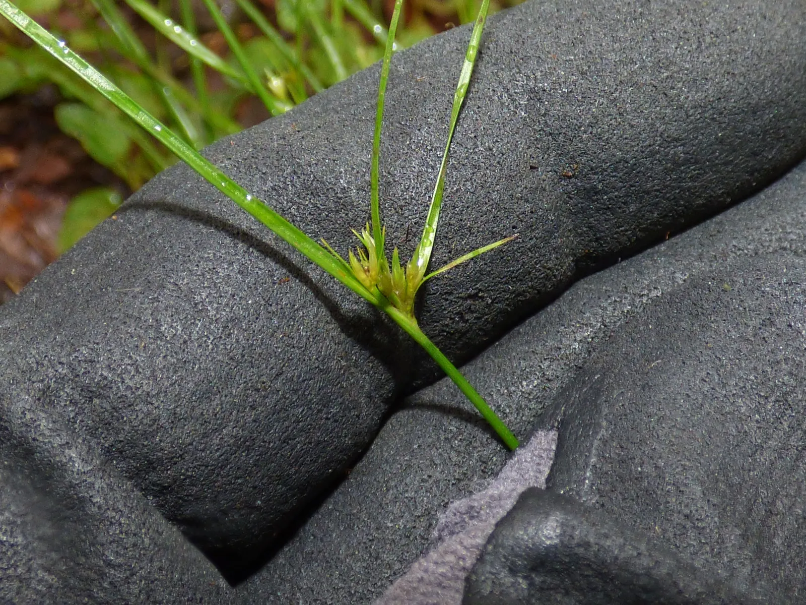 Poverty Rush (Juncus Tenuis) — reducing the need for chemical interventions.<br><br>For visual interest