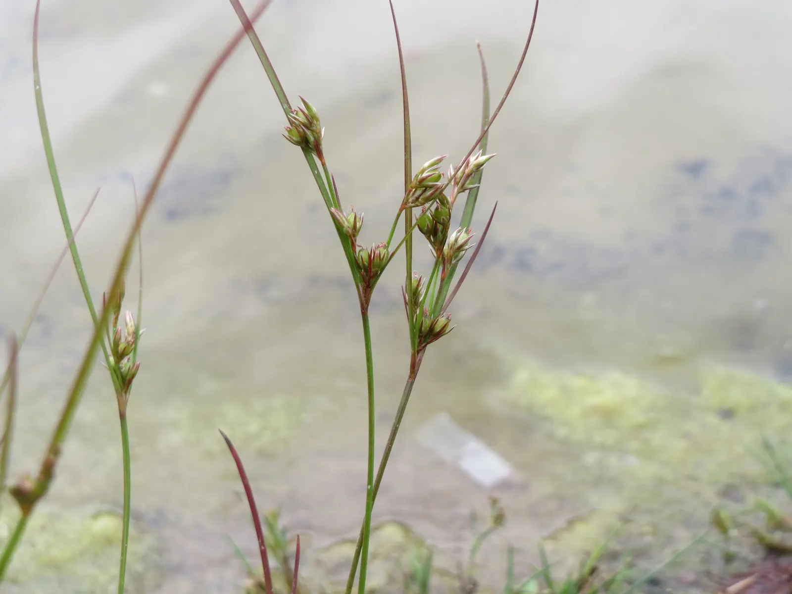 Poverty Rush (Juncus Tenuis) — Juncus tenuis, commonly known as Poverty Rush, is a hardy perennial grass-like plant; inconspicuous brown flowers in, image 67
