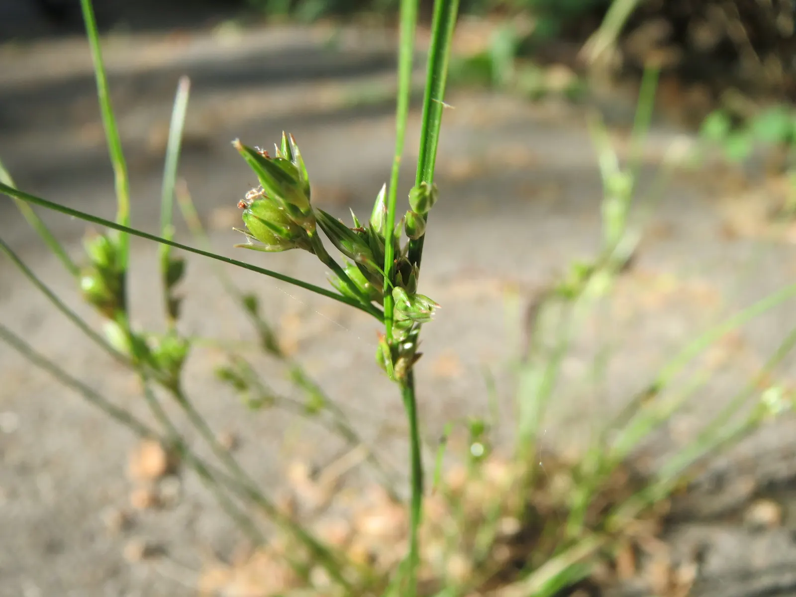 Poverty Rush (Juncus Tenuis) — it is essential to highlight the plant's resilience; grass with yellow blooms