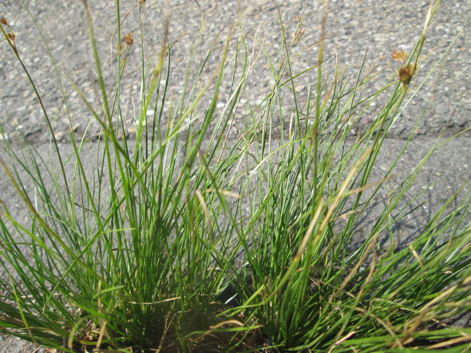 Poverty Rush (Juncus Tenuis) — ornamental grass-like plant that offers a low-maintenance and versatile option for your landscape design; making it, image 74