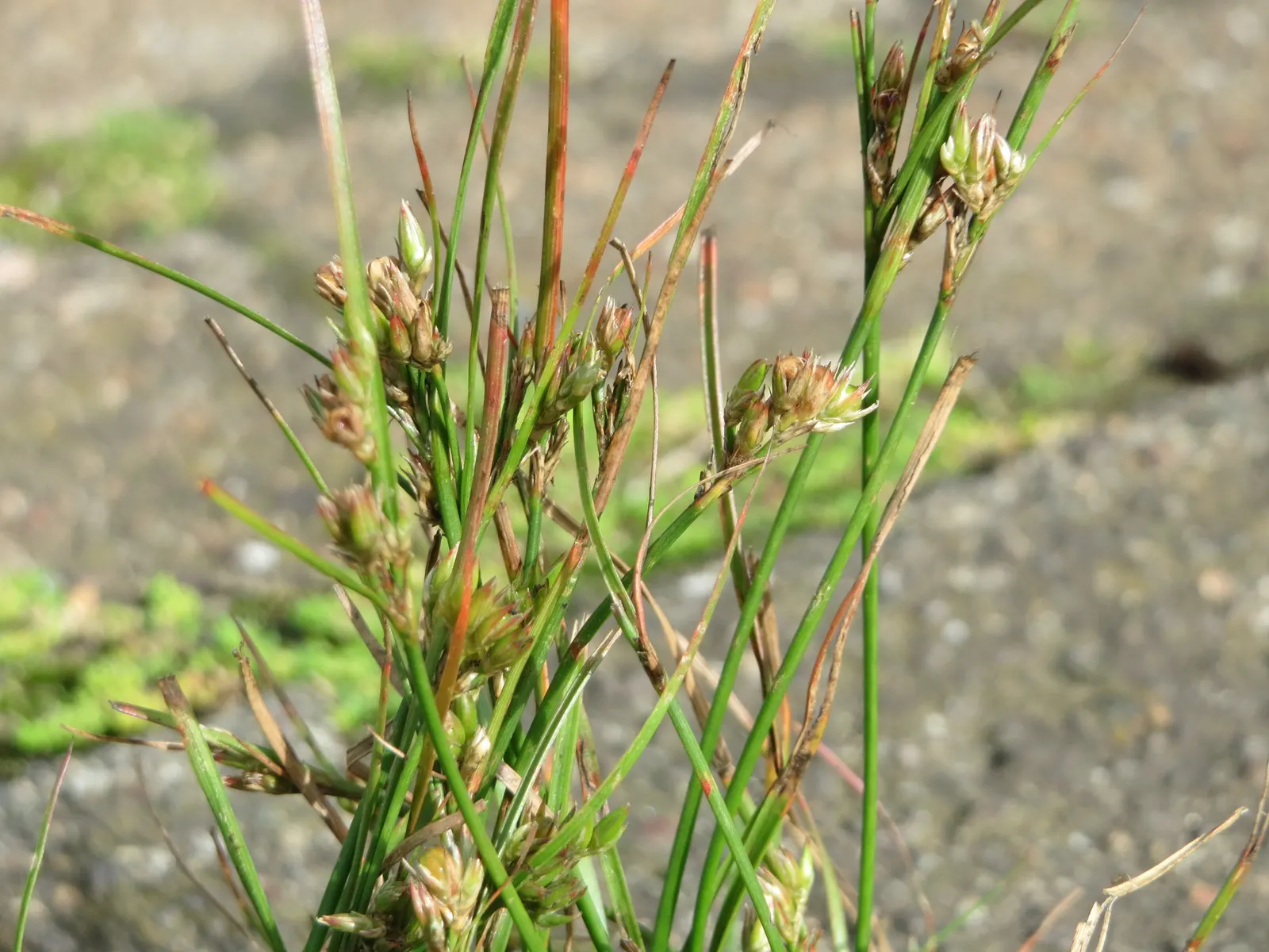 Poverty Rush (Juncus Tenuis) — It thrives in USDA zones 4-9, reaching heights of 10-30 inches with slender stems; making it an ideal selection for, image 68