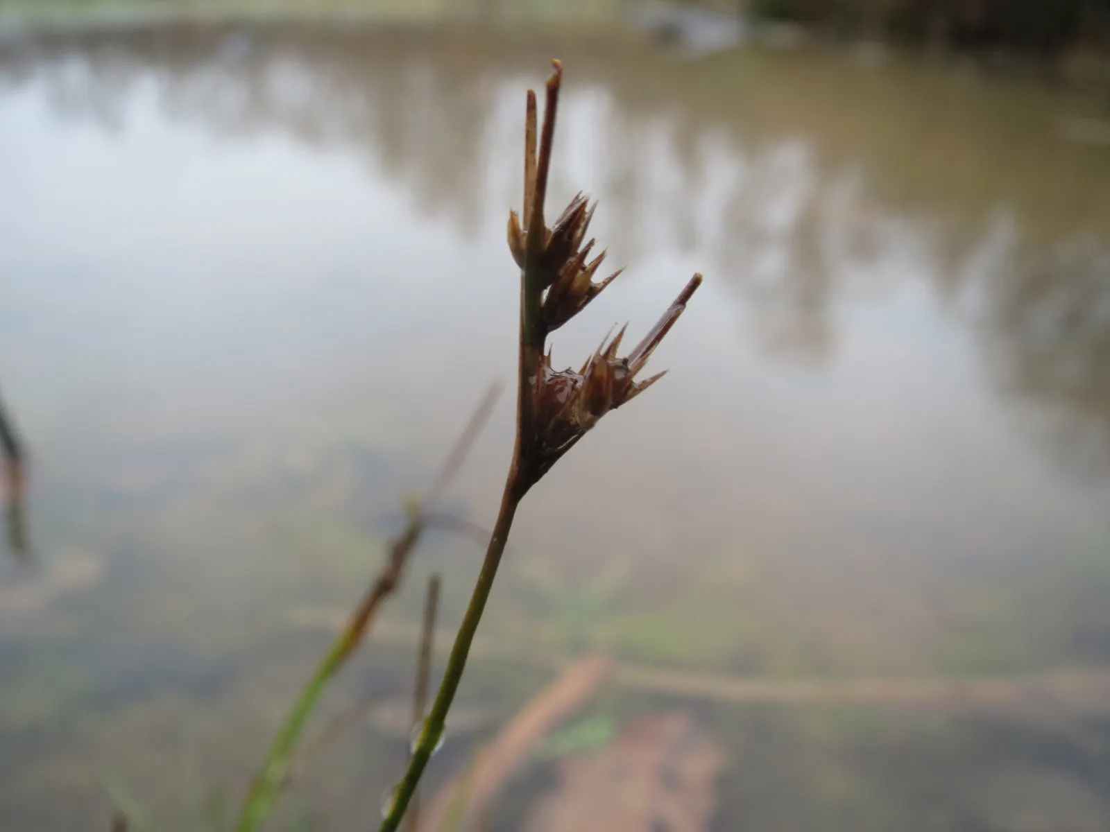 Poverty Rush (Juncus Tenuis) — making it an ideal selection for gardens with varying moisture levels; ornamental grass-like plant that offers a, image 55