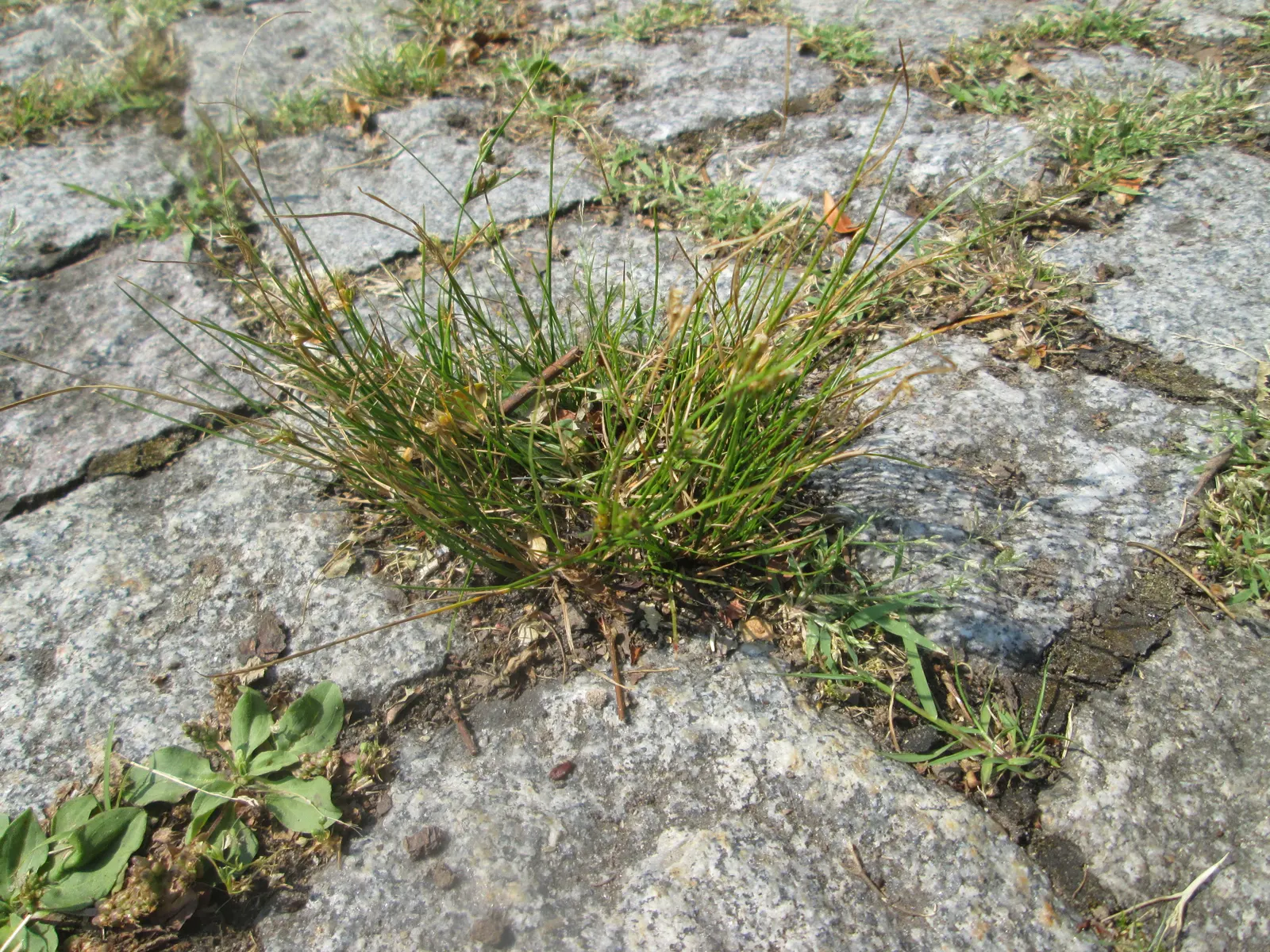 Poverty Rush (Juncus Tenuis) — grass with yellow blooms; it is also resistant to pests and diseases, image 65