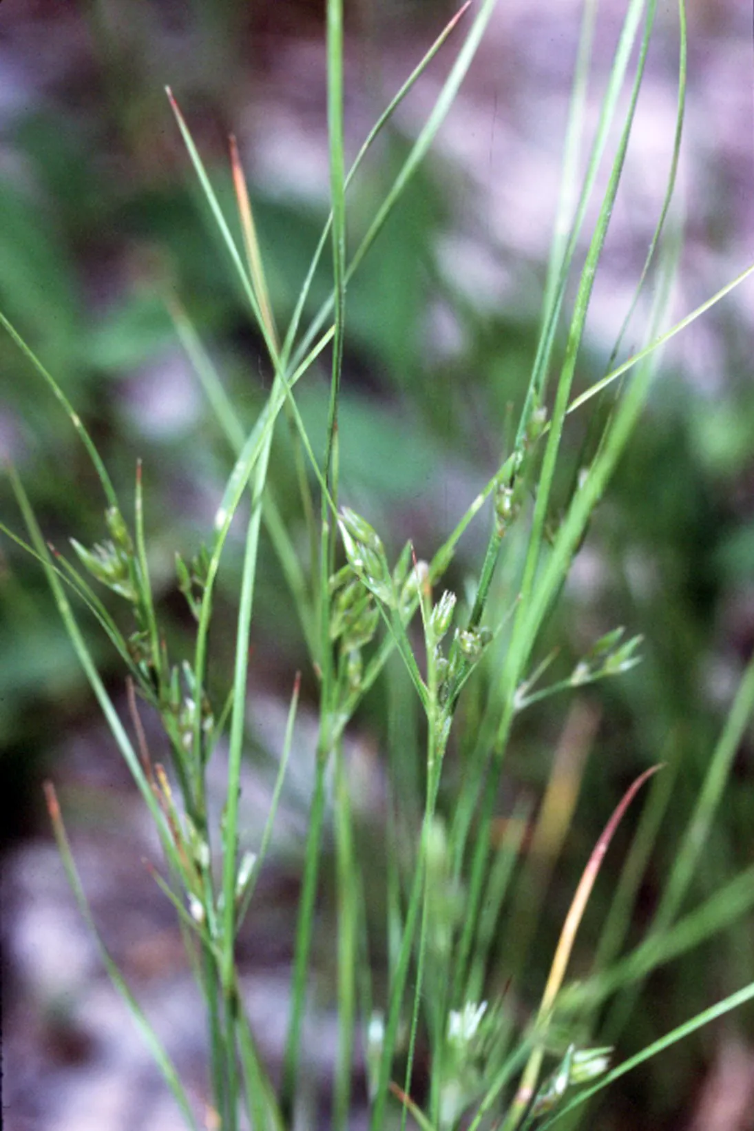 Poverty Rush (Juncus Tenuis) — adding texture to garden edges