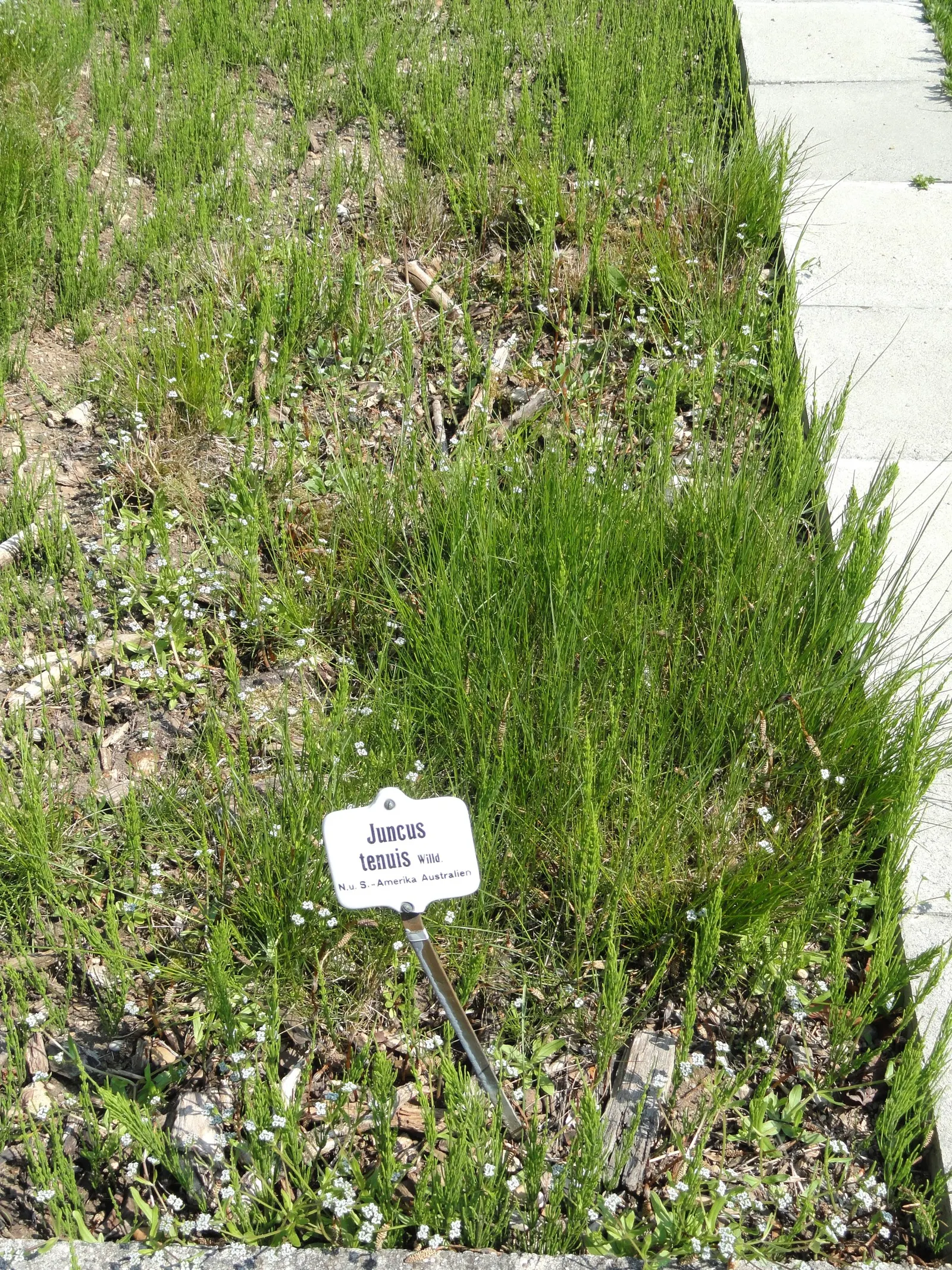 Poverty Rush (Juncus Tenuis) — scientifically known as Juncus tenuis; it thrives in USDA zones 4-9, reaching heights of 10-30 inches with slender stems