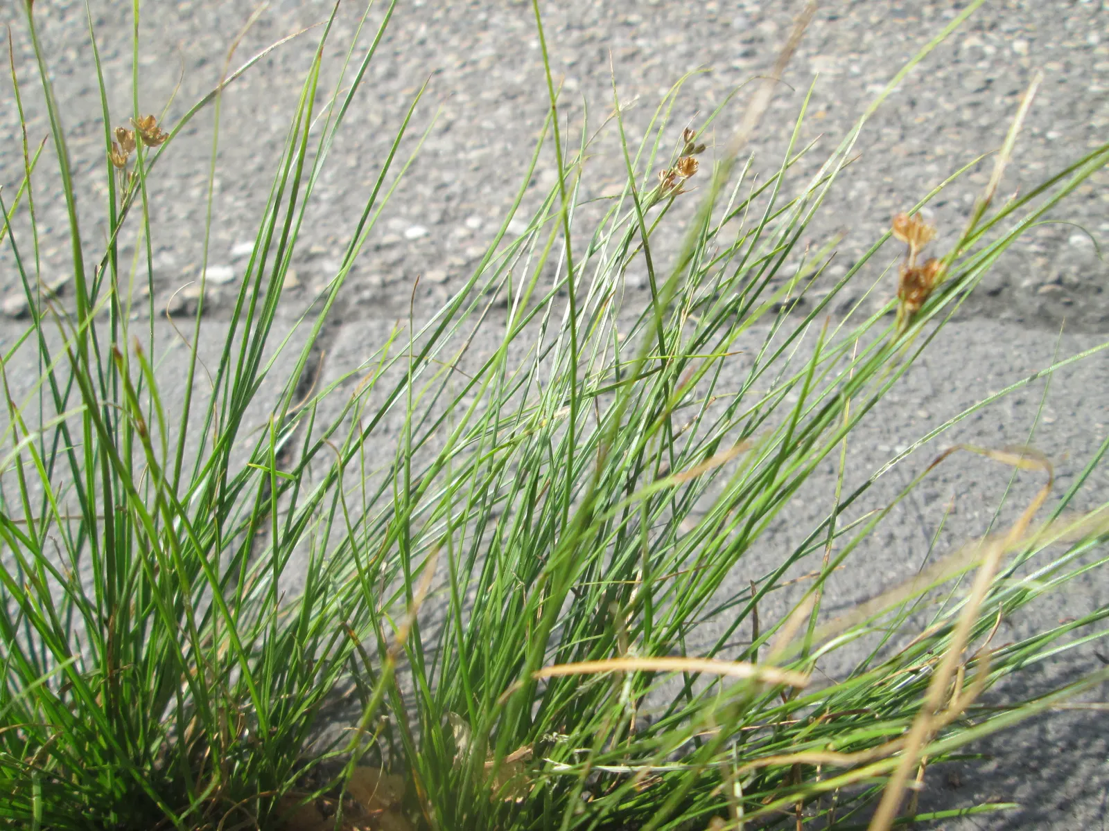 Poverty Rush (Juncus Tenuis) — minimal care requirements