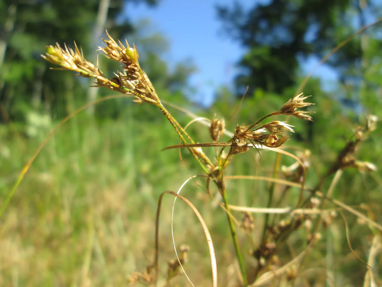 Poverty Rush (Juncus Tenuis) — Provides excellent erosion control and is low maintenance, ideal for naturalistic designs; minimal care requirements, image 50